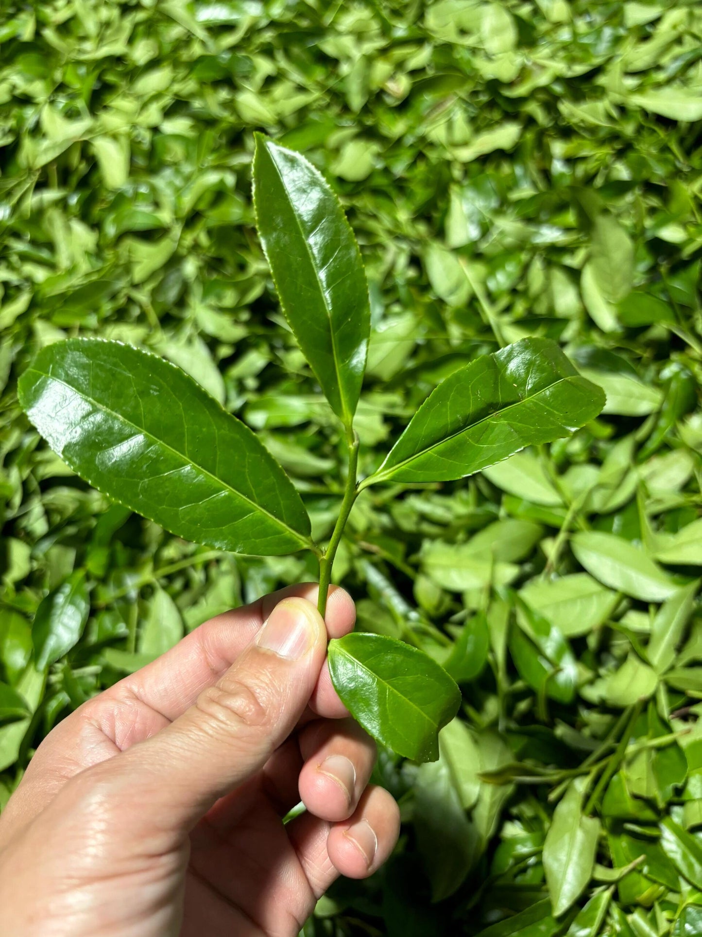 Premium Wuyi Rock Rougui Oolong Cinnamon Flavor High-end Yancha Wulong 50g