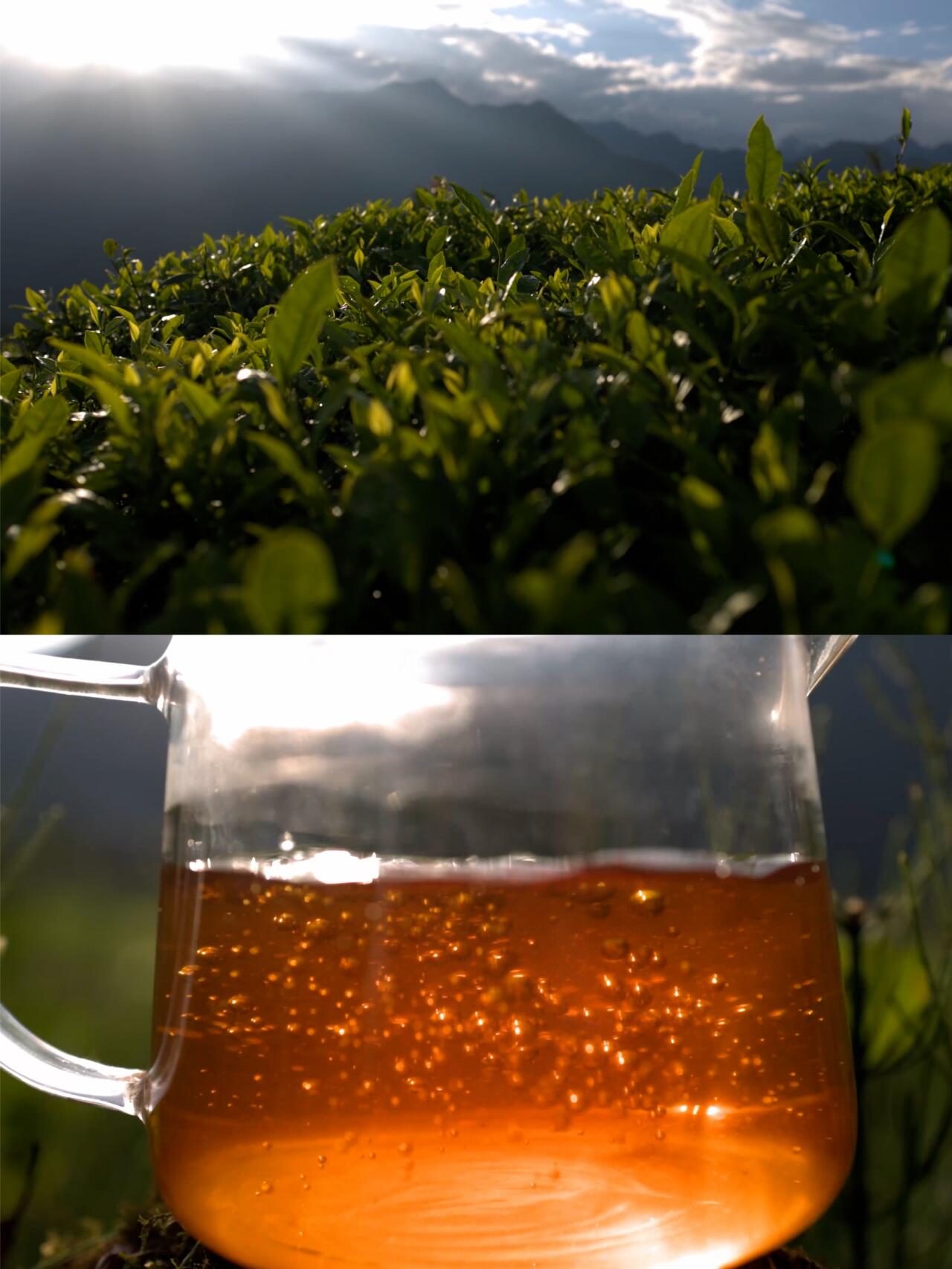 Premium 100% Organic Chinese Tibet Black Tea Hign-end Red Tea