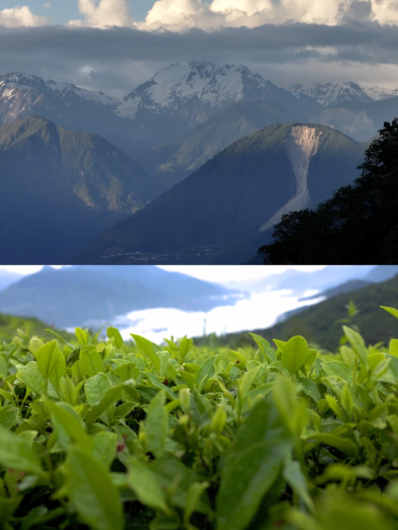 Premium 100% Organic Chinese Tibet Black Tea Hign-end Red Tea