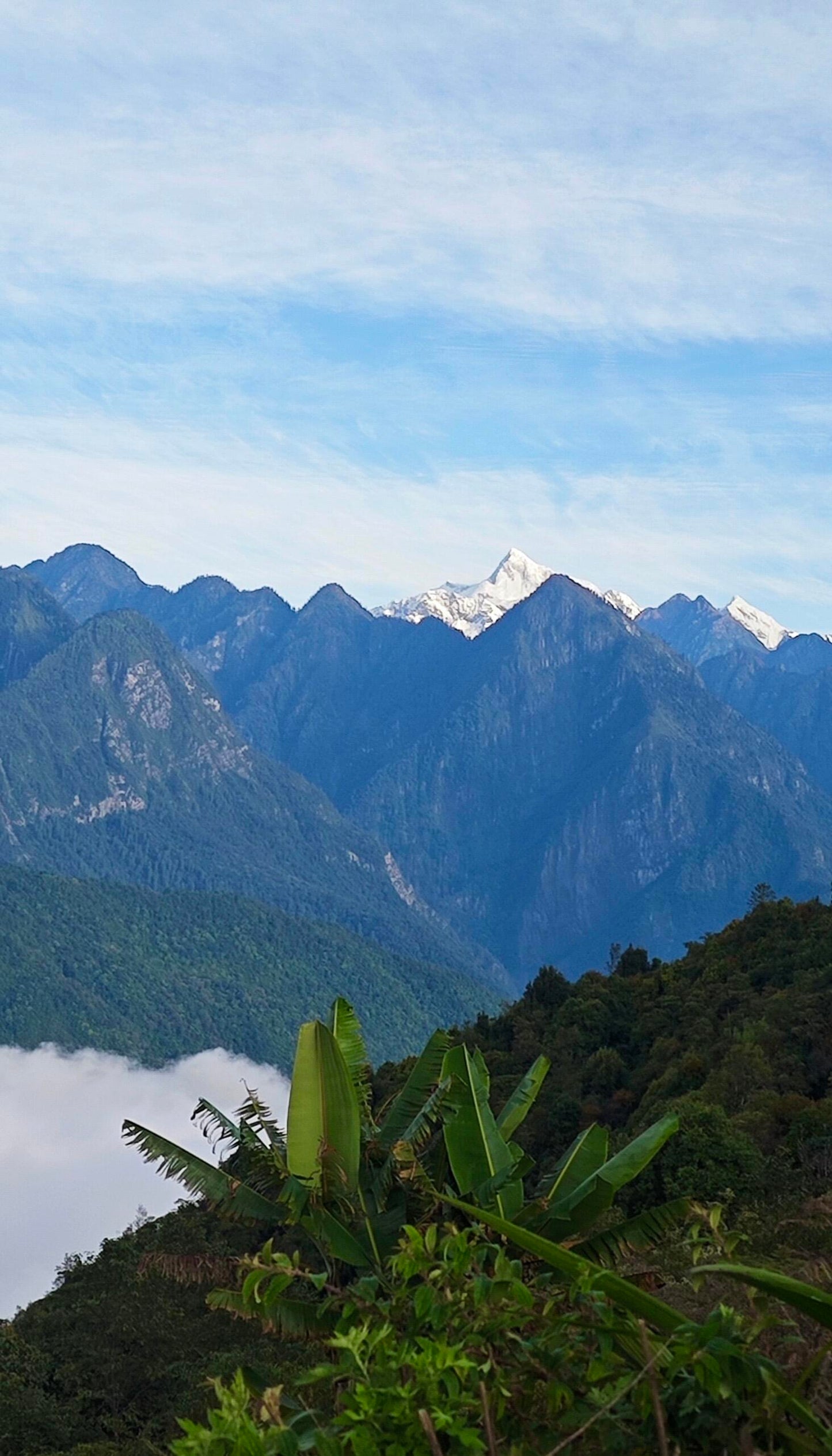 Wild Organic Chinese Tibet Medog Black Tea High-end Red Tea 60g