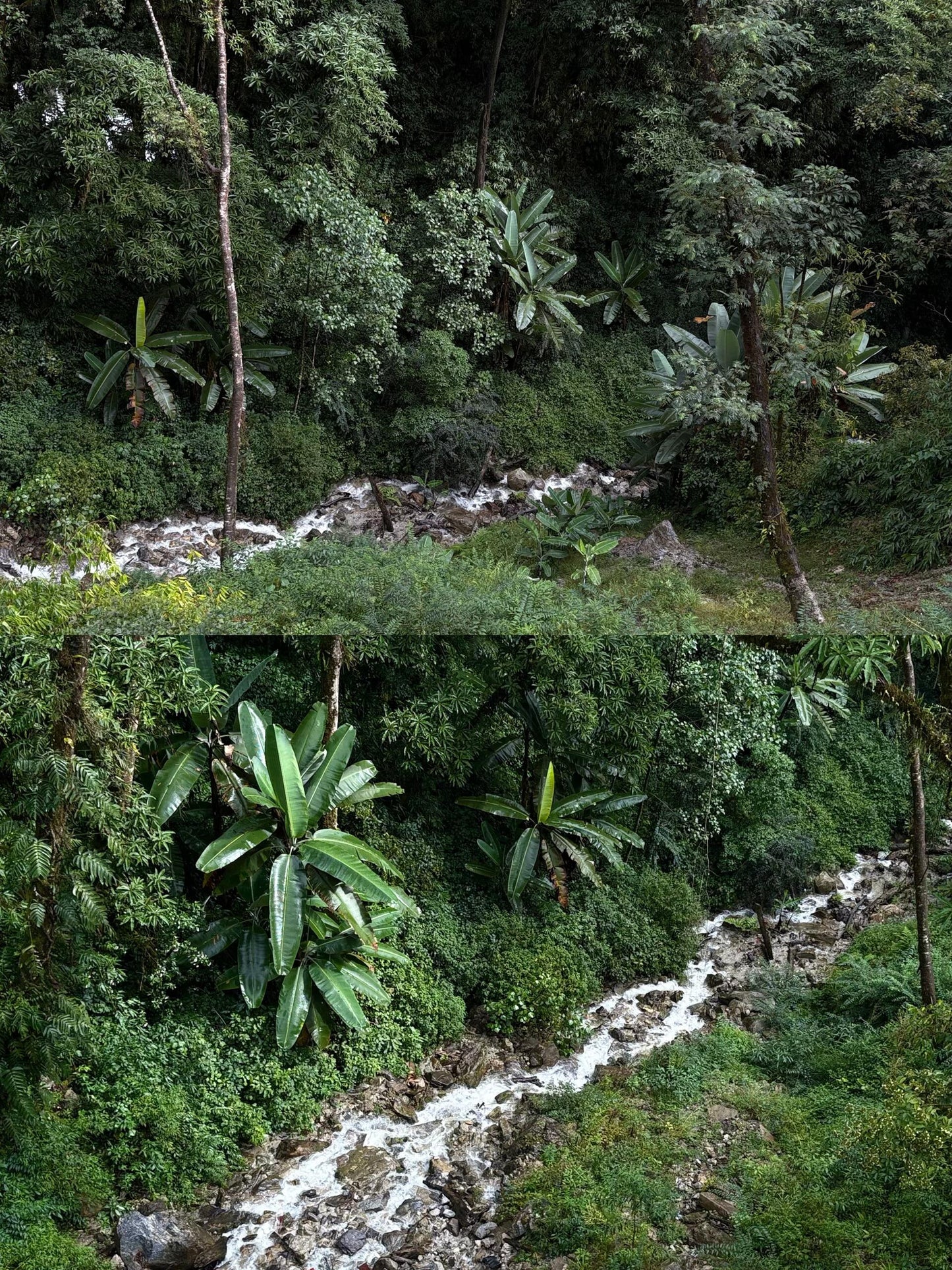 Organic Chinese Tibet Medog Black Tea High Mountain Motuo Red Tea Altitude 2200m 40g