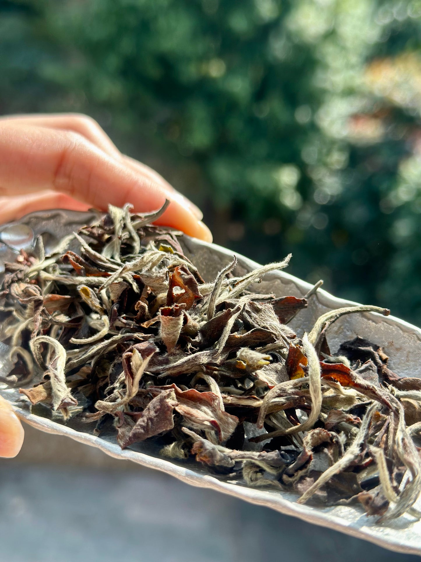 High-end Premium 100% Organic Chinese Tibet Medog White Peony White Tea Baicha 80g