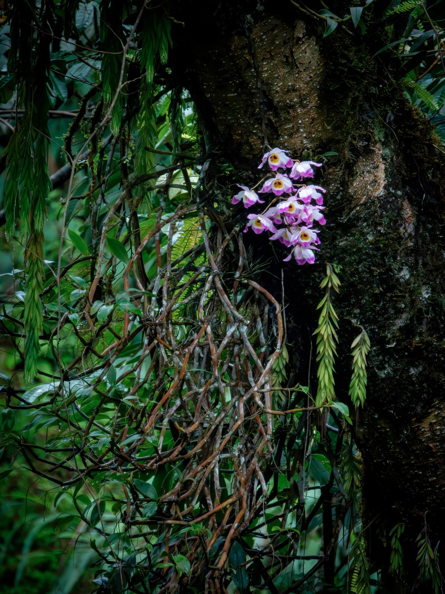 High-end Premium 100% Organic Chinese Tibet Medog White Peony White Tea Baicha 80g