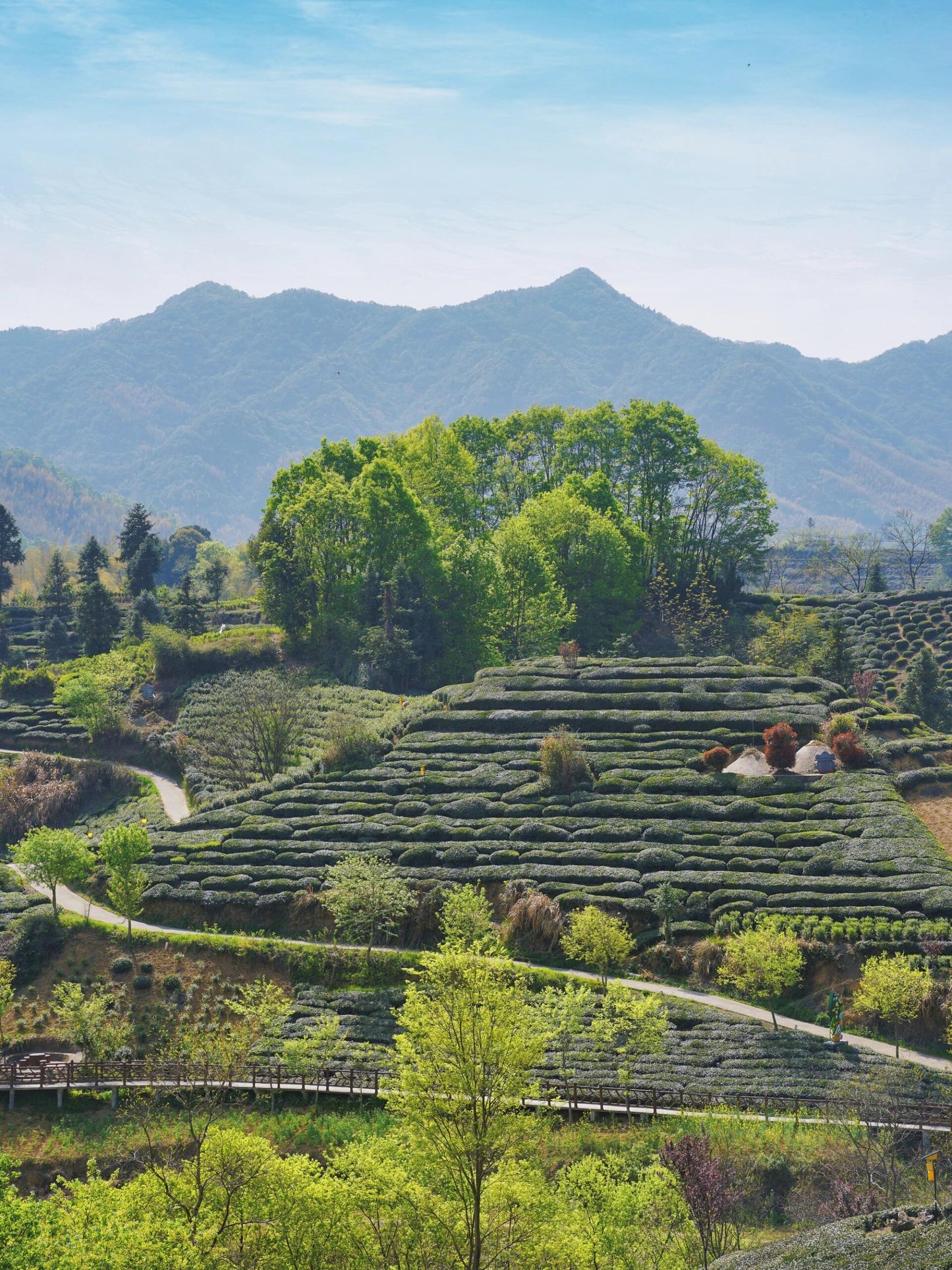 Premium 2019 Chinese Aged Liubao Dark Tea Ginseng Flavor Liupao Hei Cha