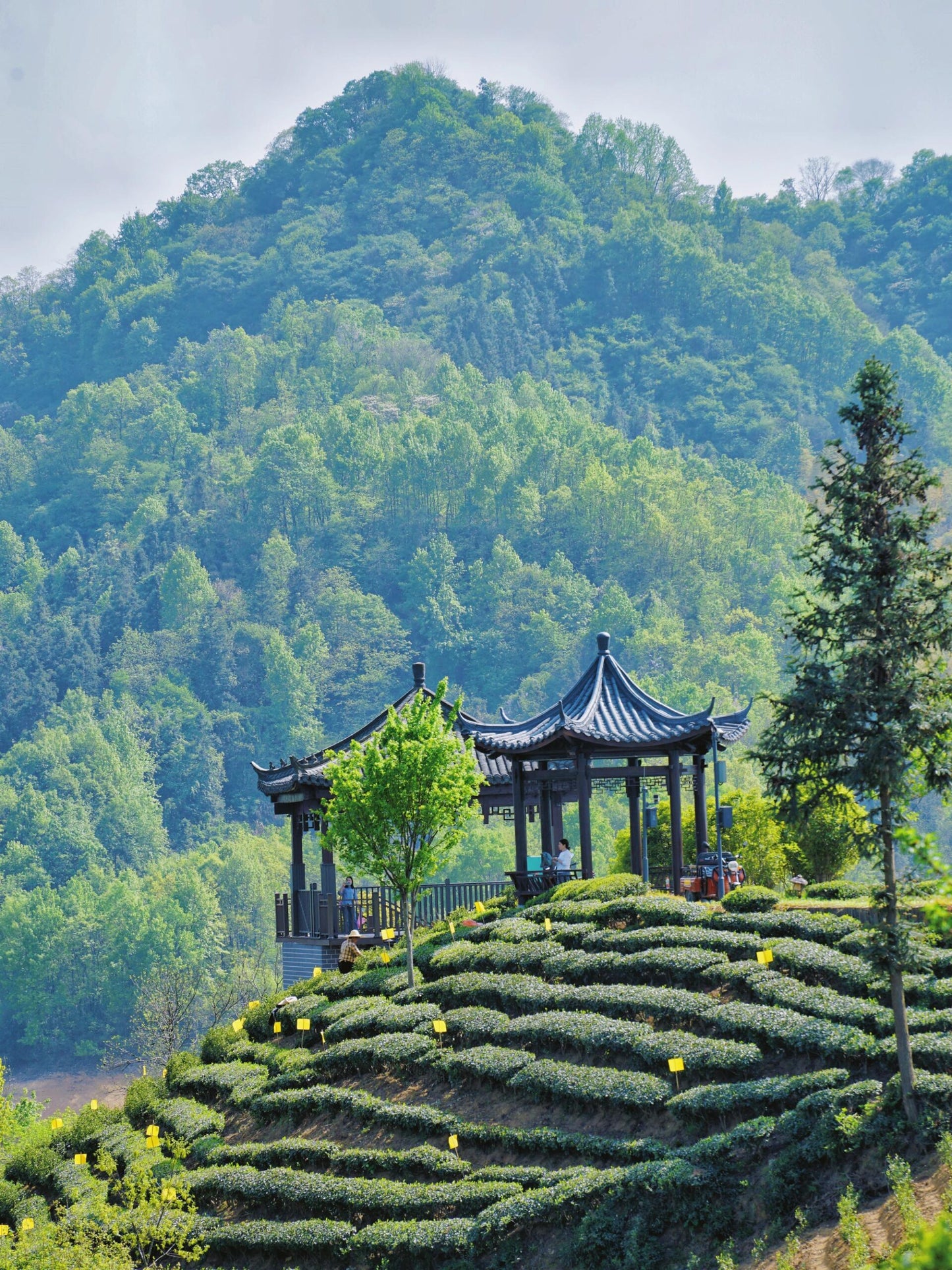 Premium 2019 Chinese Aged Liubao Dark Tea Ginseng Flavor Liupao Hei Cha