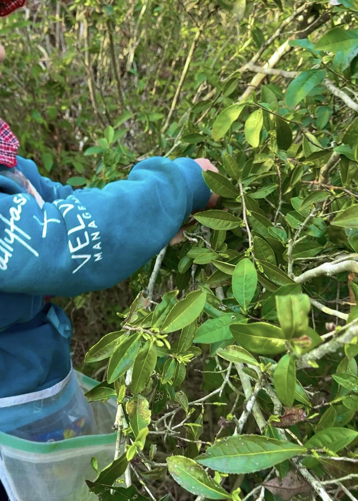 2019 Aged Organic Wild Baimudan Premimum Laocong Taimu Mountain White Peony White Tea Baicha