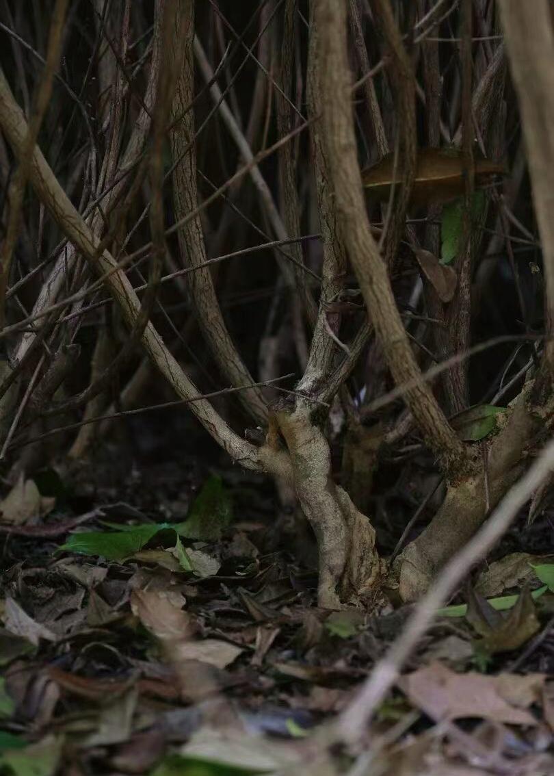 2019 Aged Organic Wild Baimudan Premimum Laocong Taimu Mountain White Peony White Tea Baicha