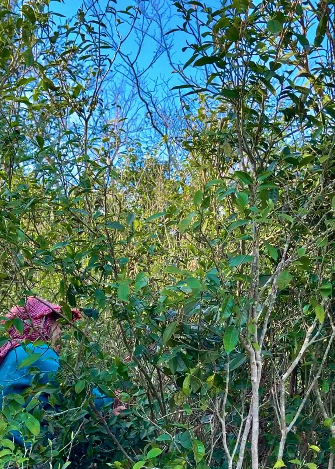 2019 Aged Organic Wild Baimudan Premimum Laocong Taimu Mountain White Peony White Tea Baicha