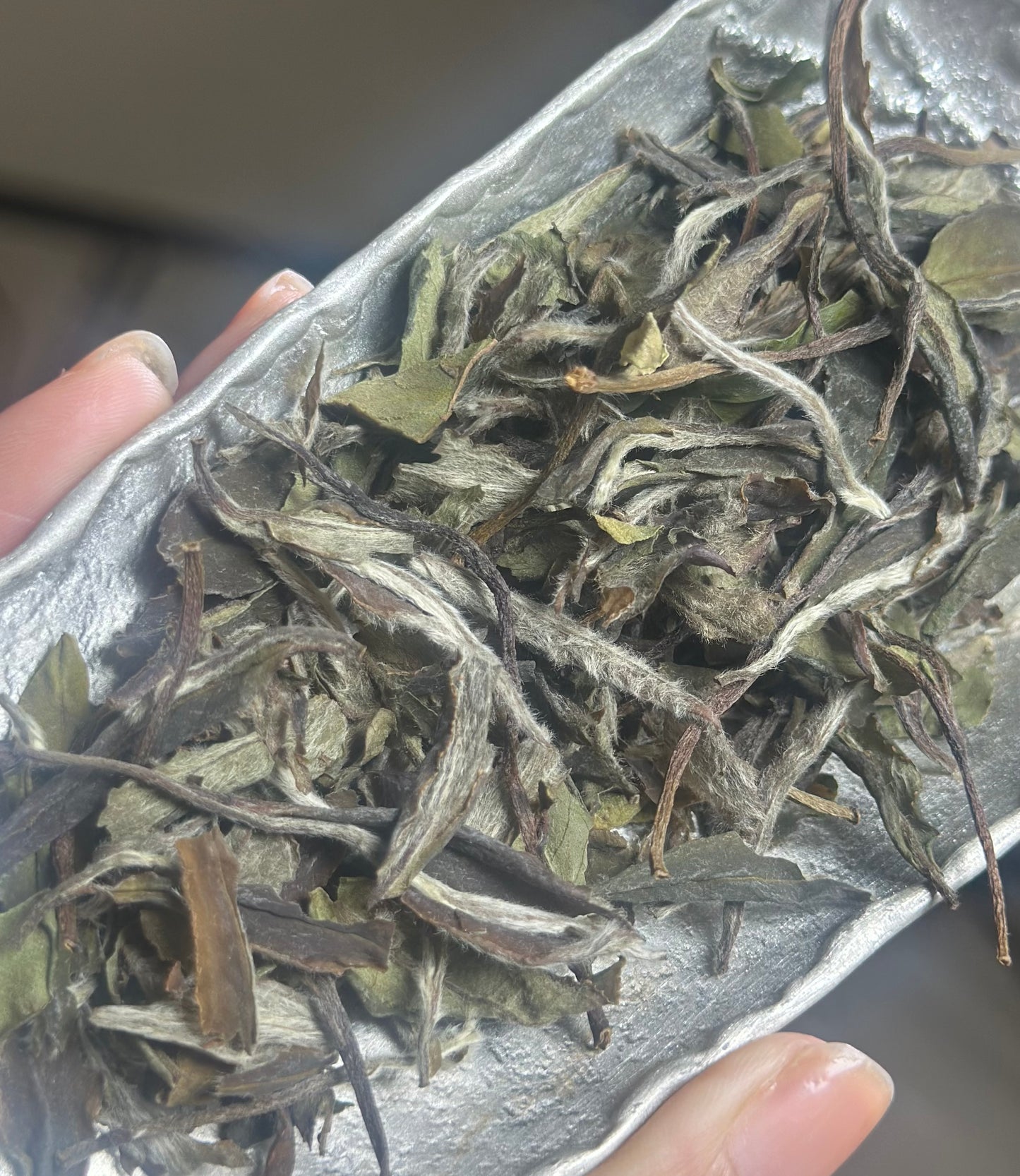 2019 Aged Organic Wild Baimudan Premimum Laocong Taimu Mountain White Peony White Tea Baicha