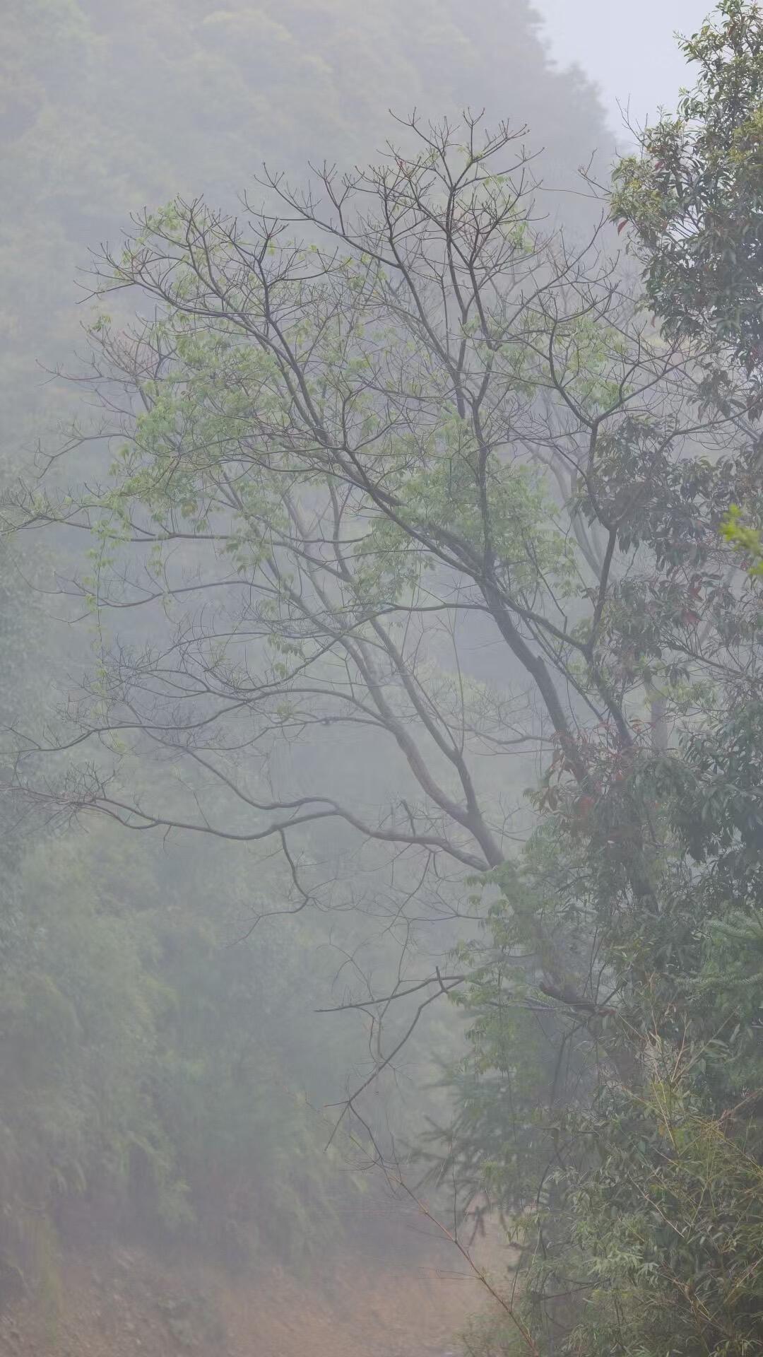 2018 Wild White Tea Shoumei Oragnic Fuding White Tea