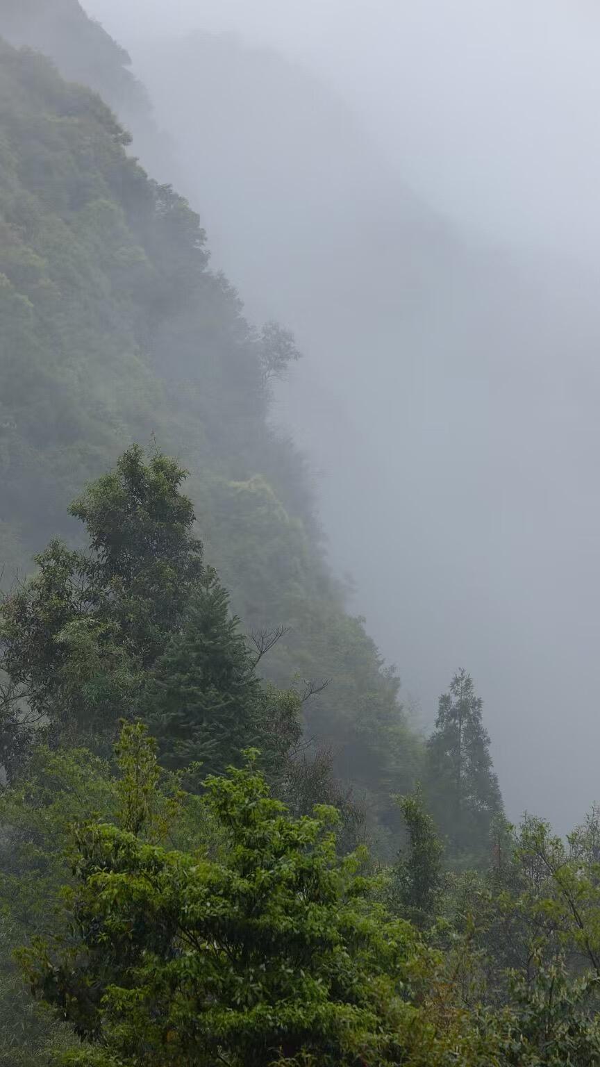 Organic 2016 Aged Wild First Spring Harvest Yuye Fish Leaf Fuding Taimu Mountain White Tea