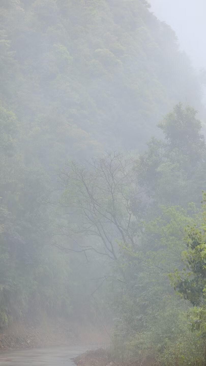 Organic 2016 Aged Wild First Spring Harvest Yuye Fish Leaf Fuding Taimu Mountain White Tea