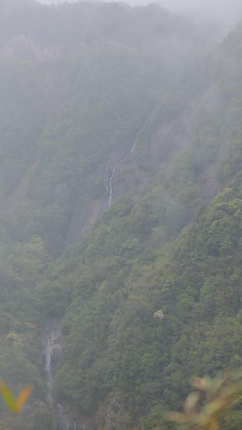 Organic 2016 Aged Wild First Spring Harvest Yuye Fish Leaf Fuding Taimu Mountain White Tea