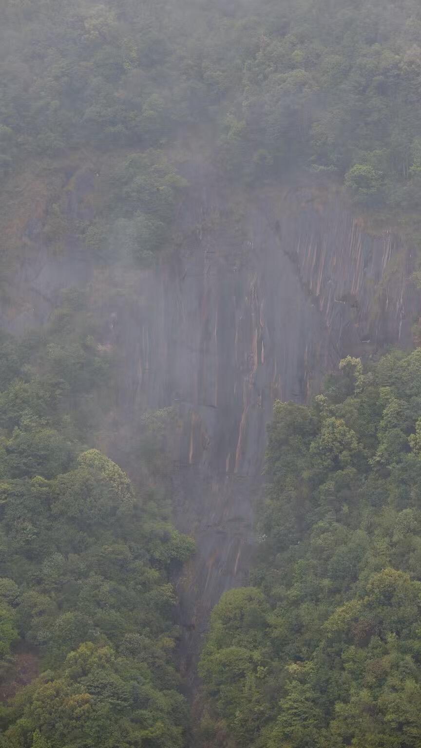 Organic 2016 Aged Wild First Spring Harvest Yuye Fish Leaf Fuding Taimu Mountain White Tea