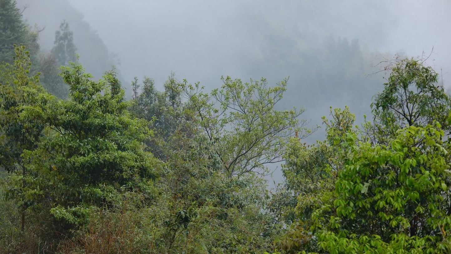 2018 Wild White Tea Shoumei Oragnic Fuding White Tea