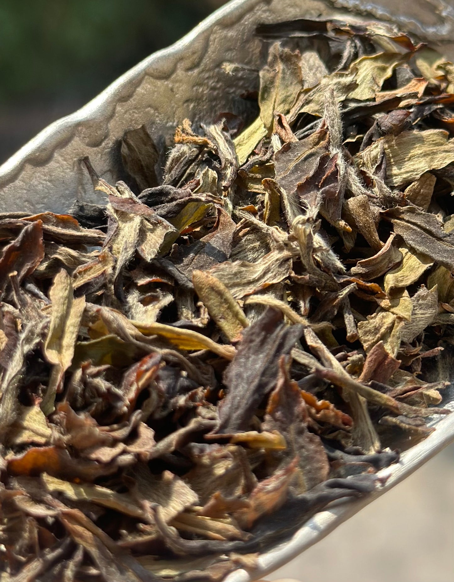 Organic 2016 Aged Wild First Spring Harvest Yuye Fish Leaf Fuding Taimu Mountain White Tea