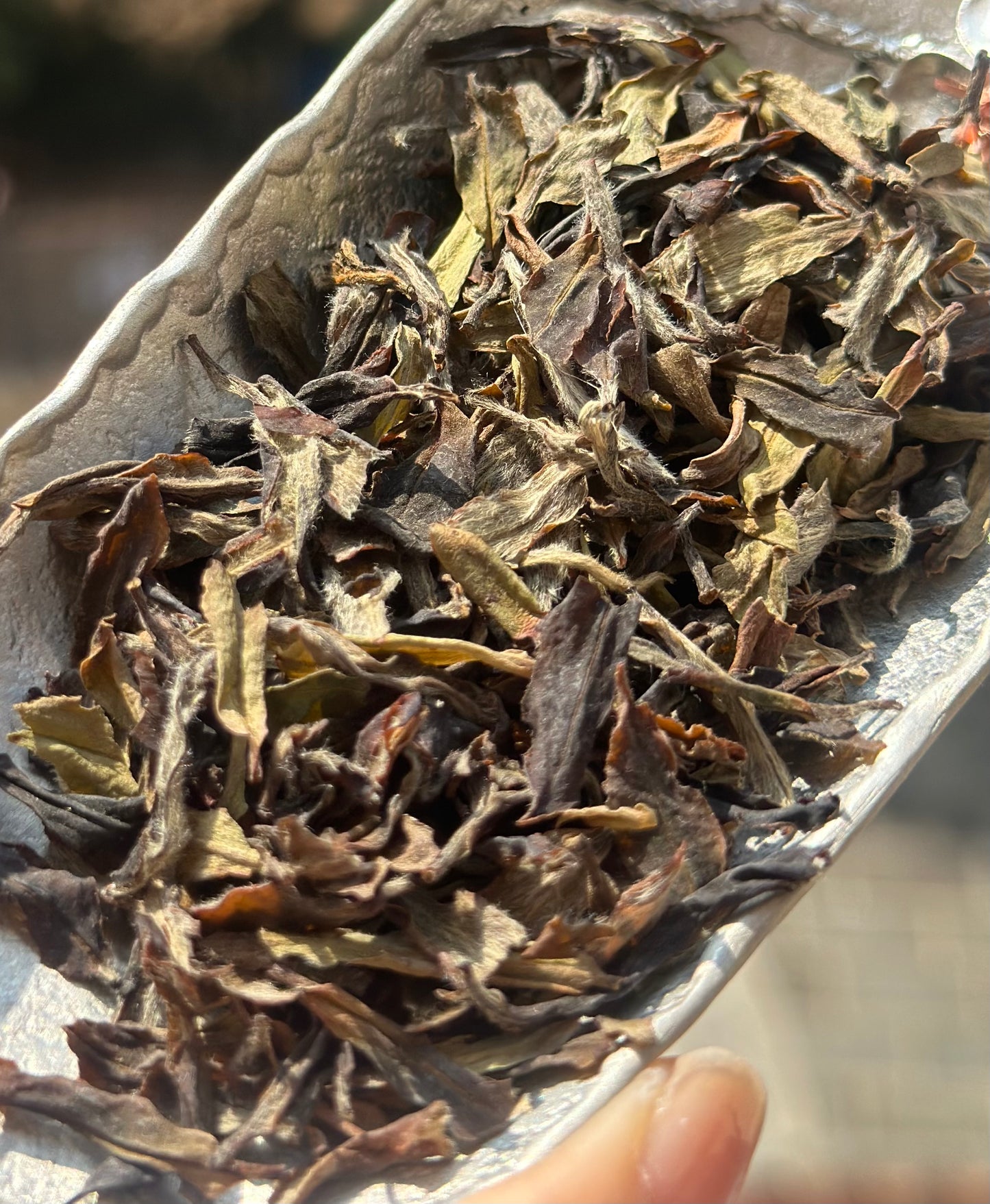 Organic 2016 Aged Wild First Spring Harvest Yuye Fish Leaf Fuding Taimu Mountain White Tea