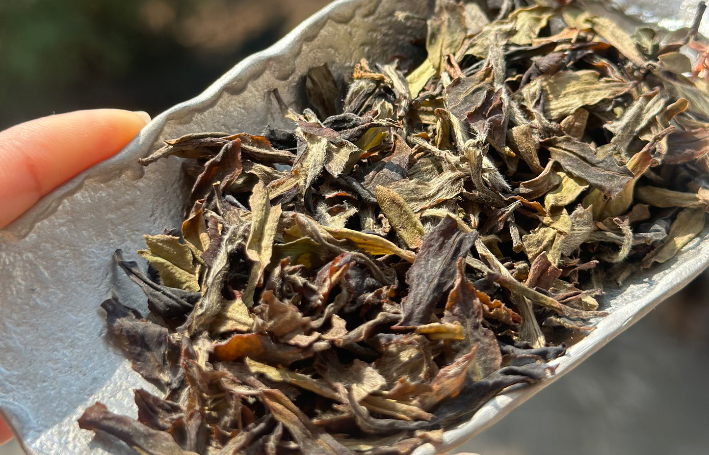 Organic 2016 Aged Wild First Spring Harvest Yuye Fish Leaf Fuding Taimu Mountain White Tea