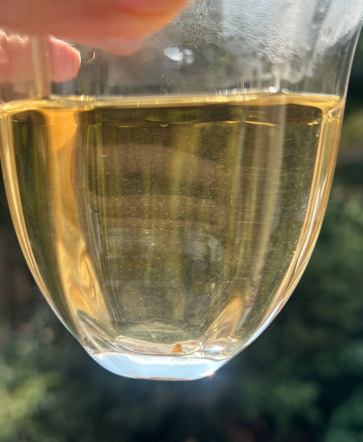 Organic 2016 Aged Wild First Spring Harvest Yuye Fish Leaf Fuding Taimu Mountain White Tea