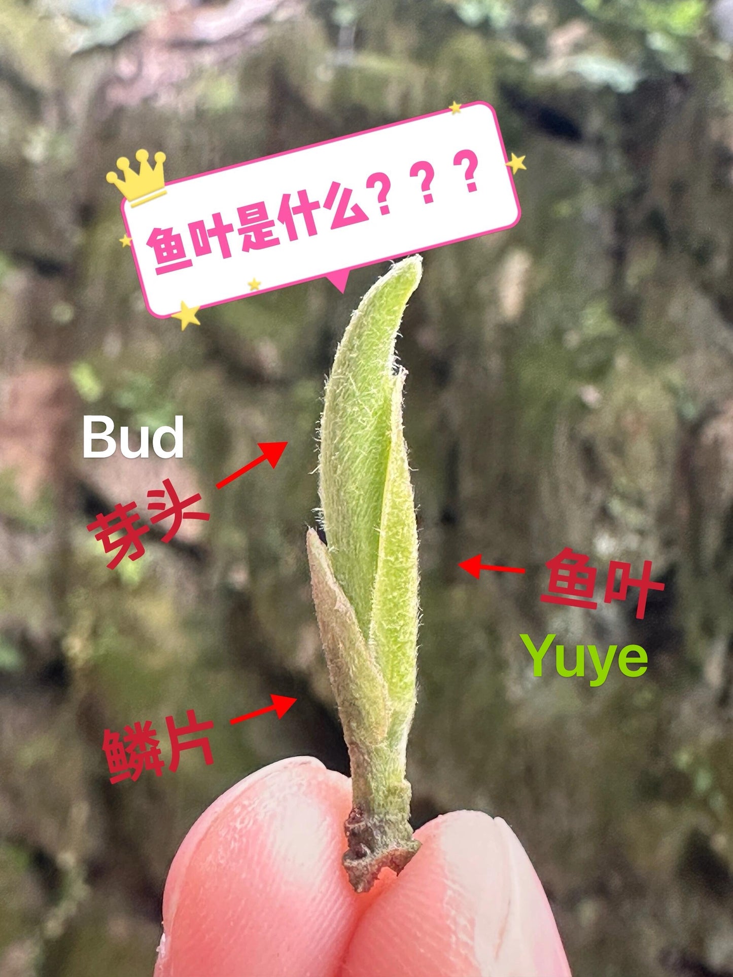 Organic 2016 Aged Wild First Spring Harvest Yuye Fish Leaf Fuding Taimu Mountain White Tea