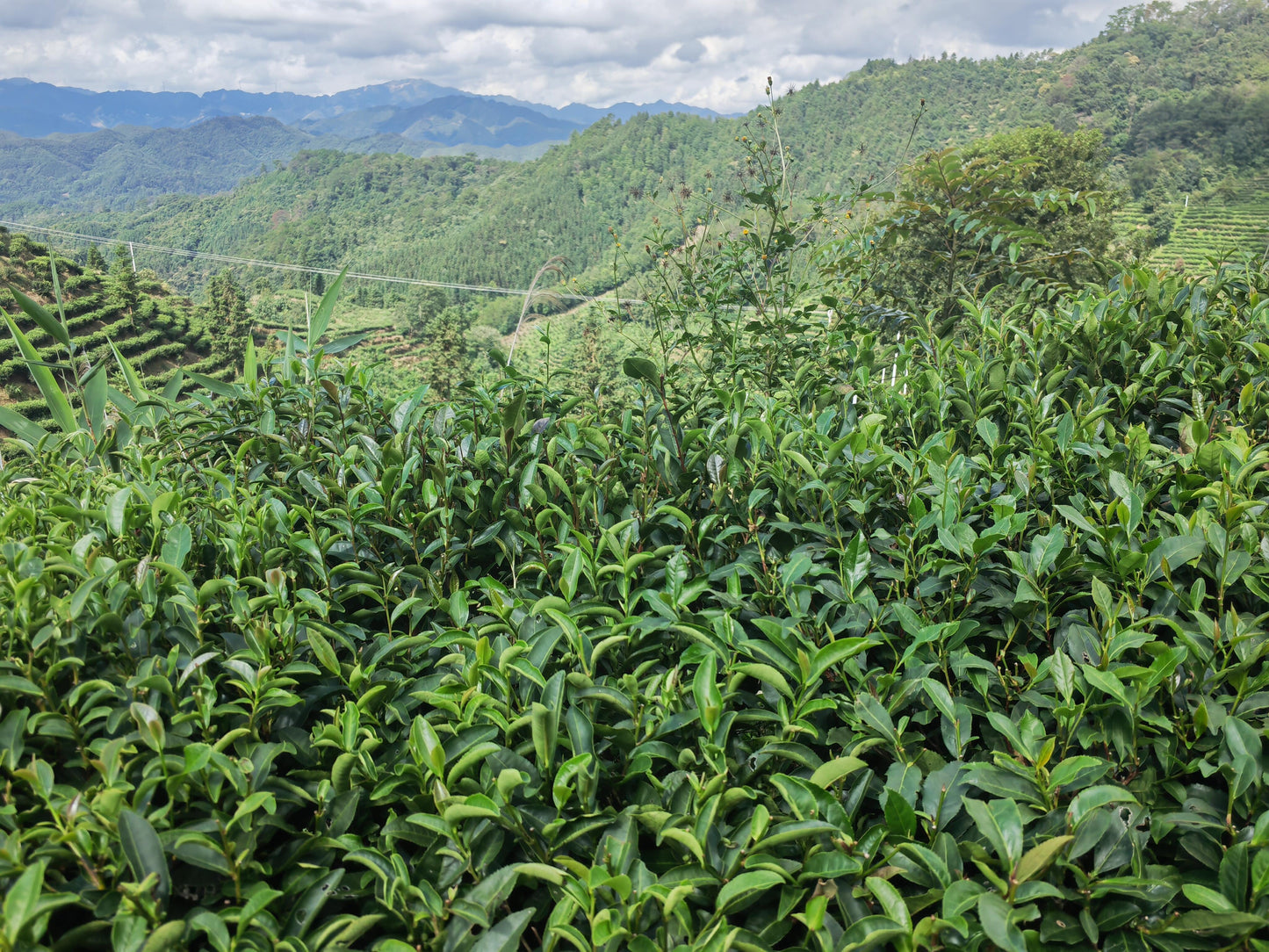 Premium 2020 Traditional Crafted Chinese Aged Liubao Dark Floral Flavor Liupao Hei Cha