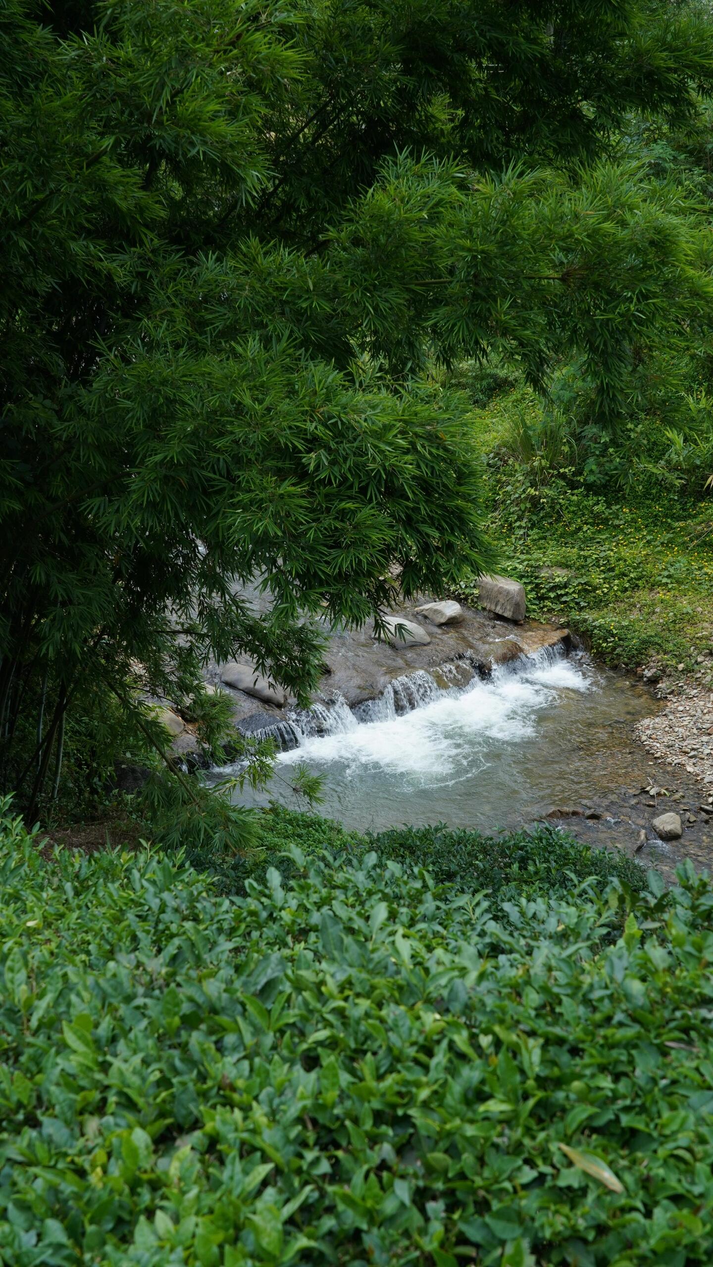 Premium 2020 Traditional Crafted Chinese Aged Liubao Dark Floral Flavor Liupao Hei Cha