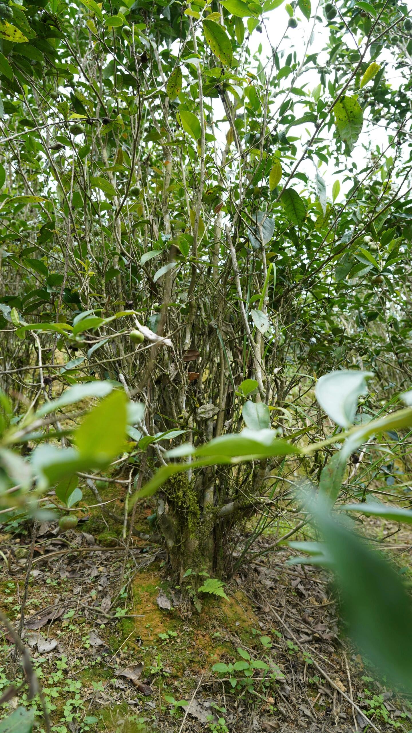 Premium 2020 Traditional Crafted Chinese Aged Liubao Dark Floral Flavor Liupao Hei Cha