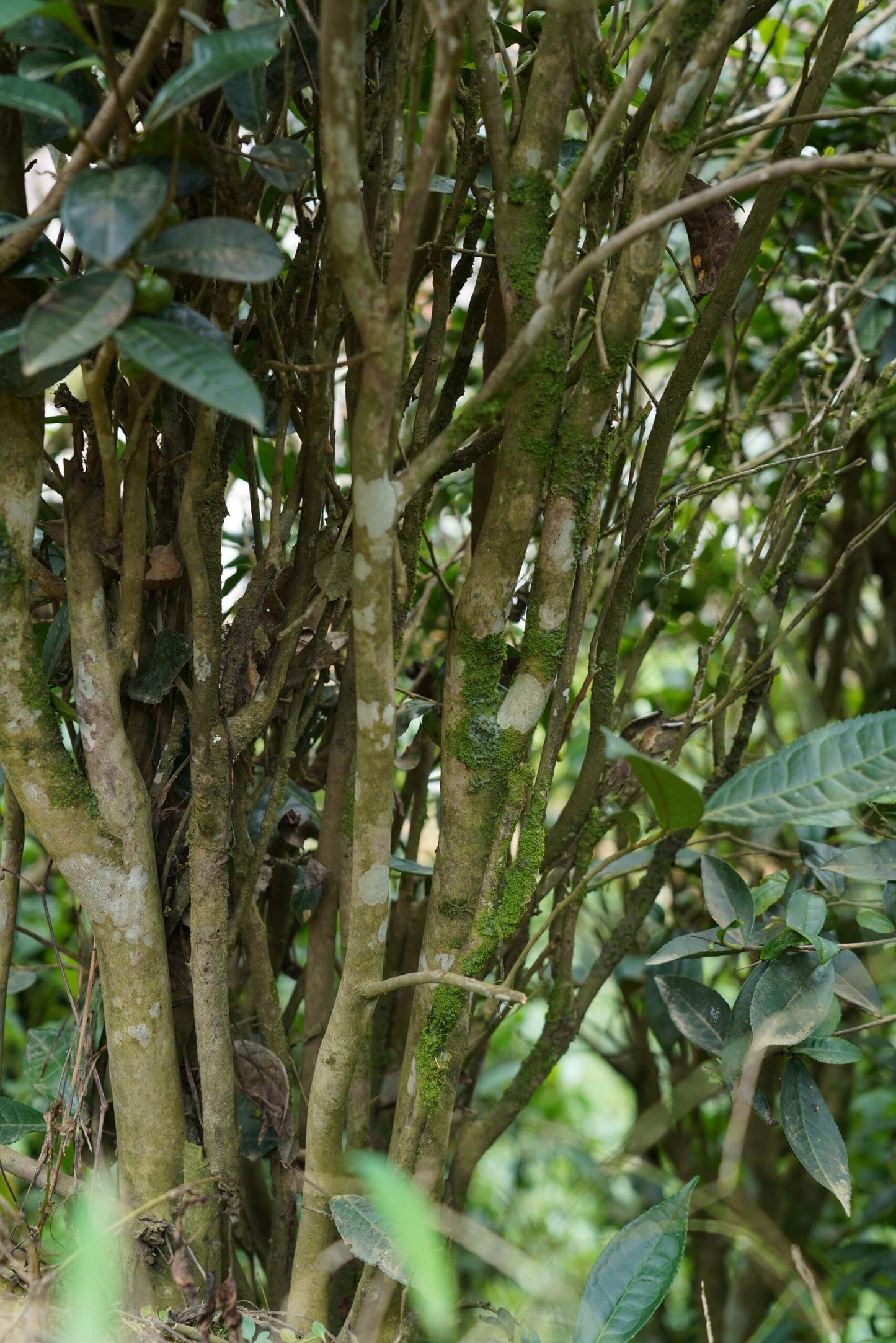 Premium 2020 Traditional Crafted Chinese Aged Liubao Dark Floral Flavor Liupao Hei Cha