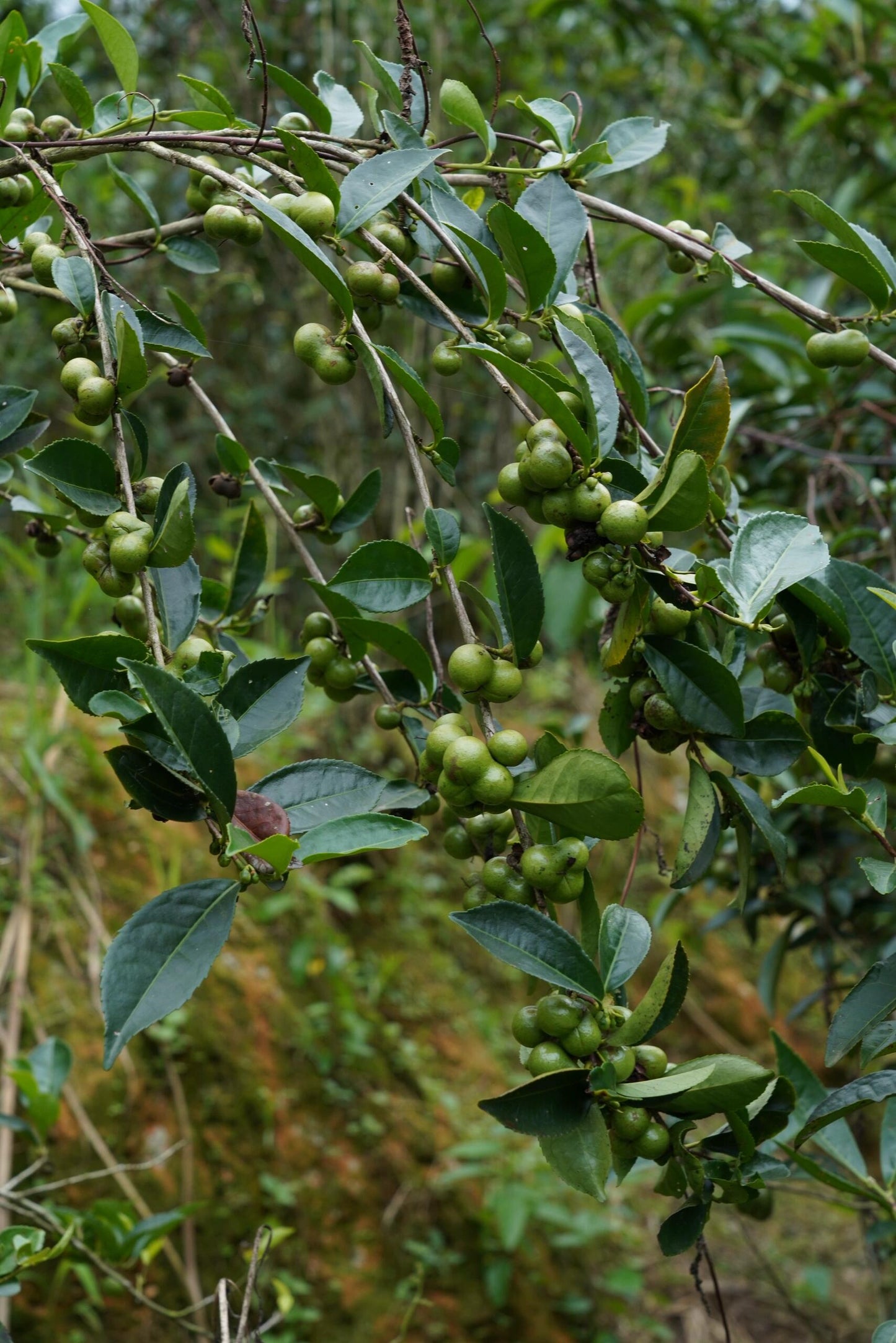 Premium 2020 Traditional Crafted Chinese Aged Liubao Dark Floral Flavor Liupao Hei Cha