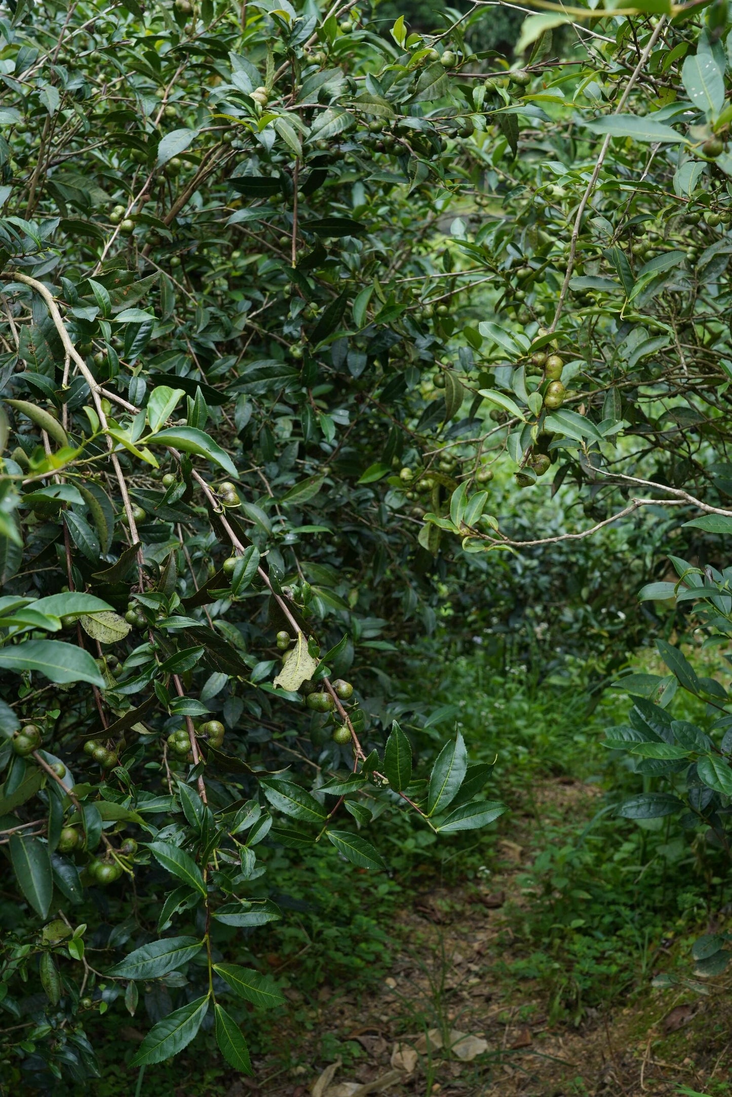 Premium 2020 Traditional Crafted Chinese Aged Liubao Dark Floral Flavor Liupao Hei Cha