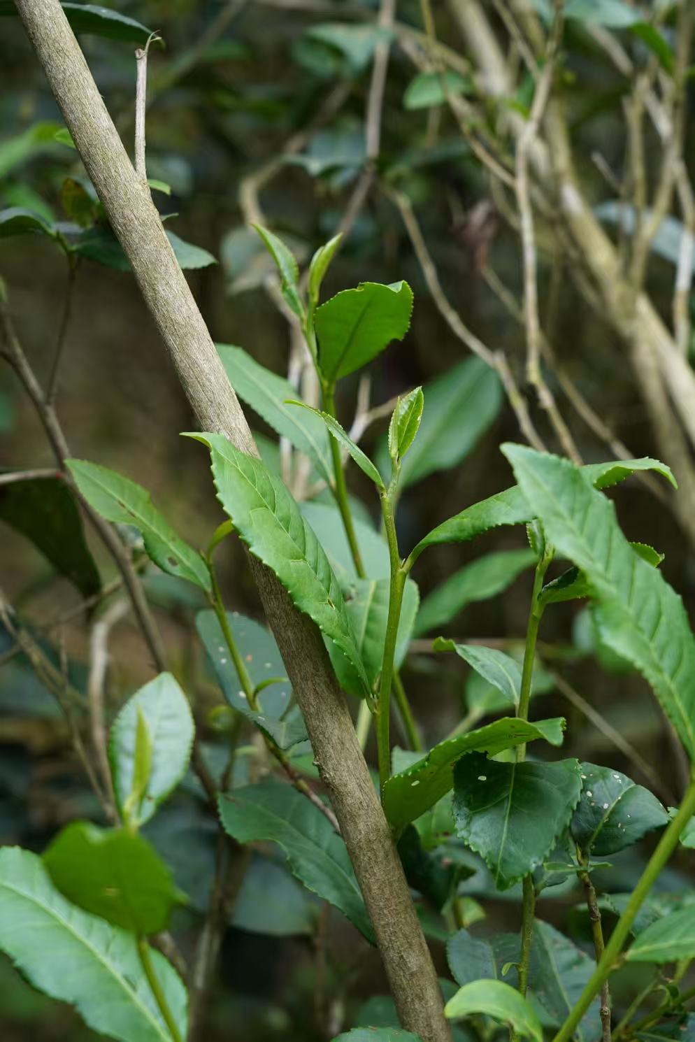 Premium 2020 Traditional Crafted Chinese Aged Liubao Dark Floral Flavor Liupao Hei Cha