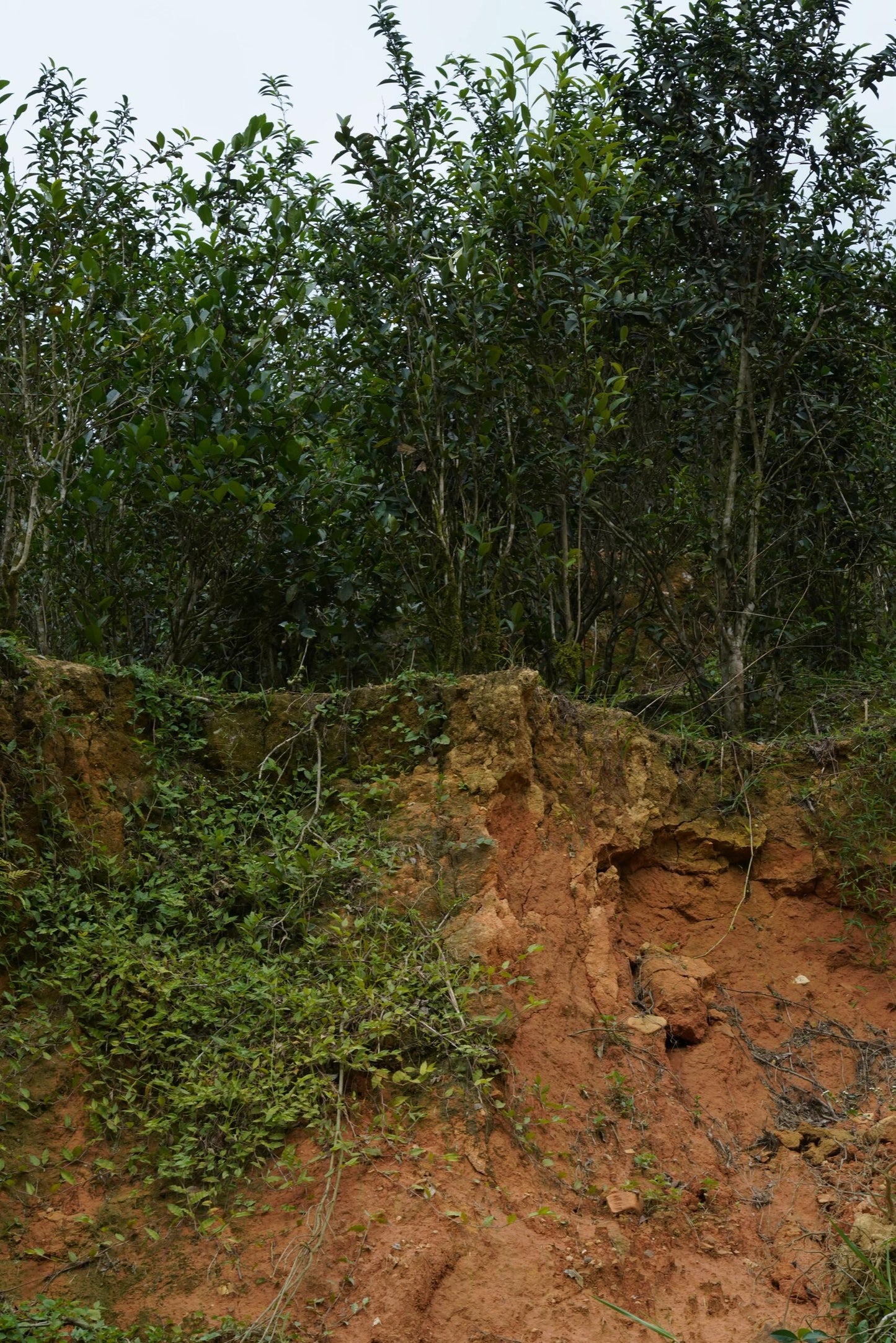 Premium 2020 Traditional Crafted Chinese Aged Liubao Dark Floral Flavor Liupao Hei Cha