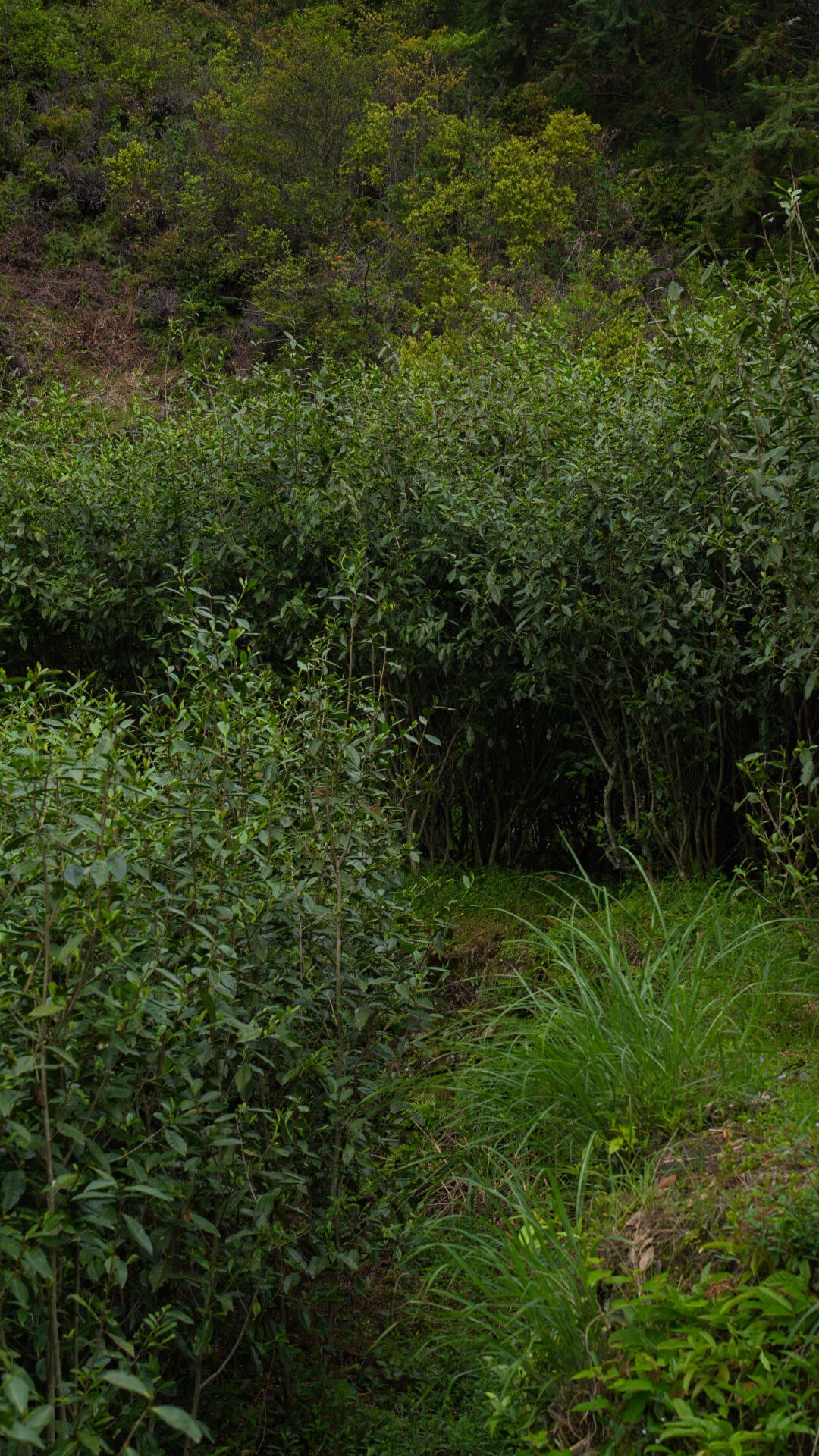 2025 Organic Wild First Spring Harvest Supreme Baimudan Liucong Panxi High Mountain  White Peony White Tea Baicha