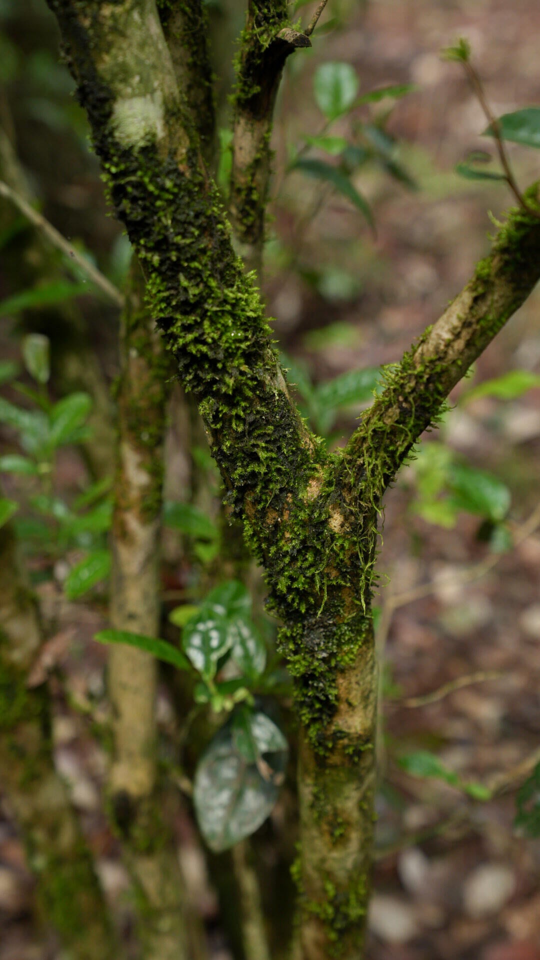 2025 Organic Wild First Spring Harvest Supreme Baimudan Liucong Panxi High Mountain  White Peony White Tea Baicha