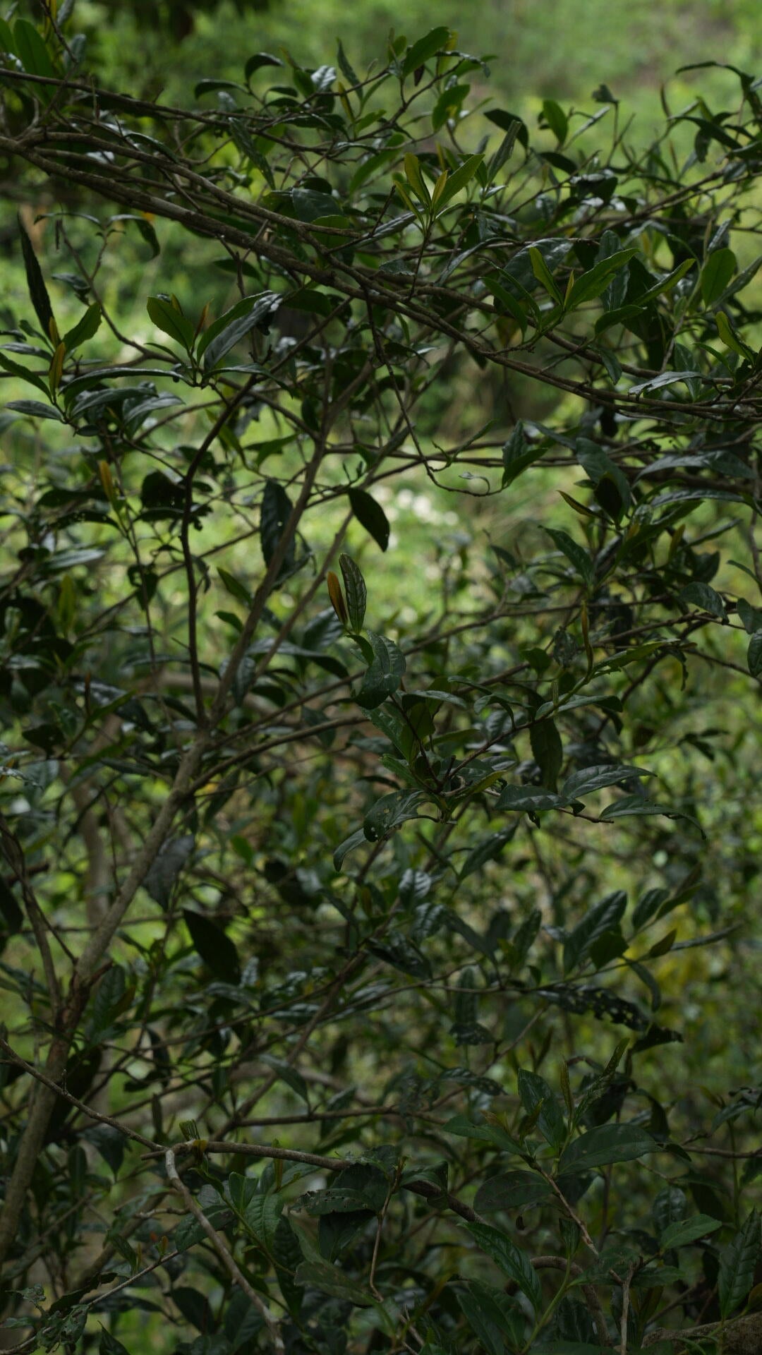 2025 Organic Wild First Spring Harvest Supreme Baimudan Liucong Panxi High Mountain  White Peony White Tea Baicha