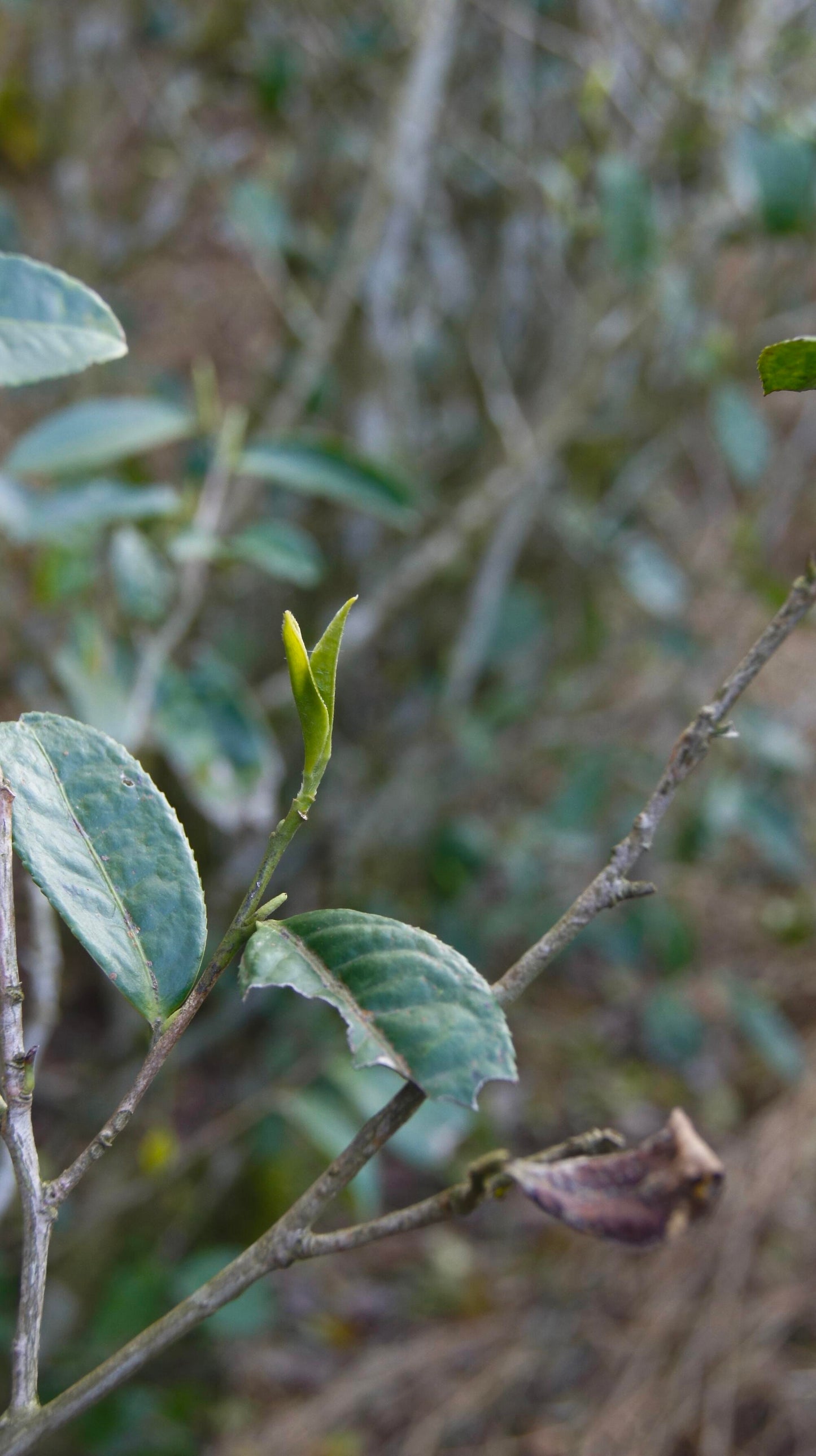 2025 Organic Wild First Spring Harvest Supreme Baimudan Liucong Panxi High Mountain  White Peony White Tea Baicha