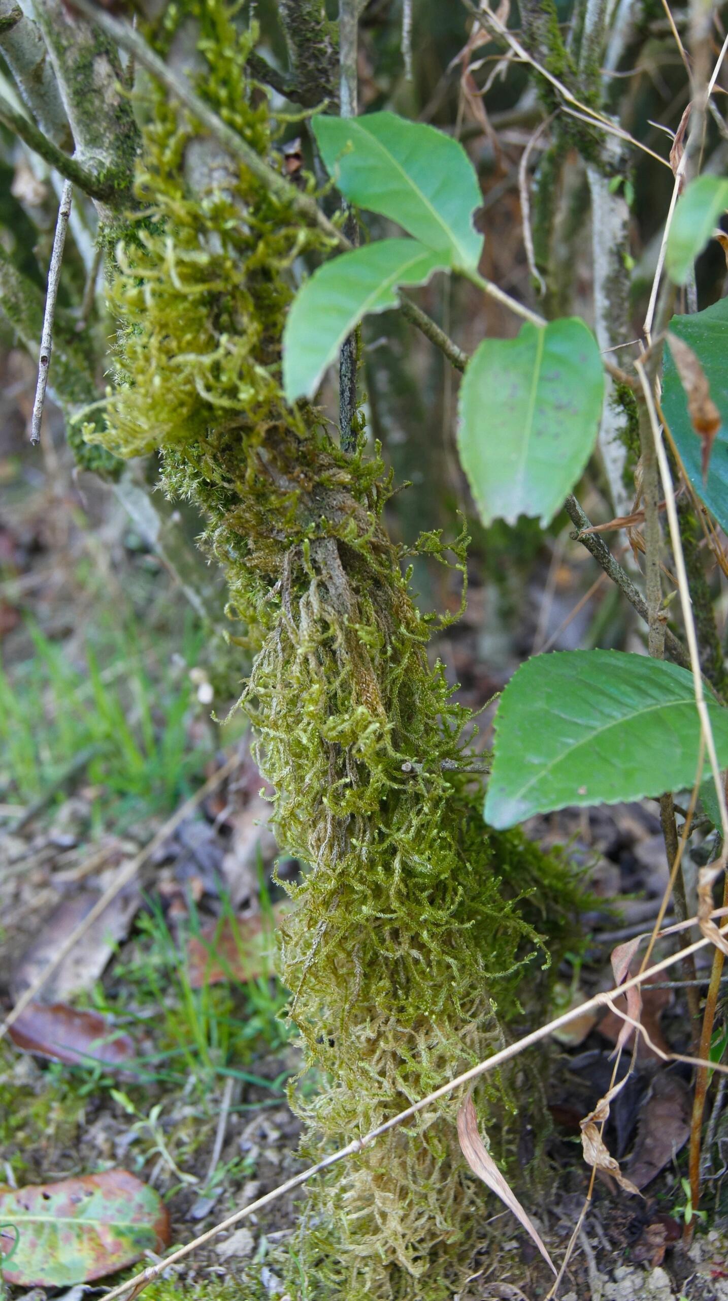 2025 Organic Wild First Spring Harvest Supreme Baimudan Liucong Panxi High Mountain  White Peony White Tea Baicha