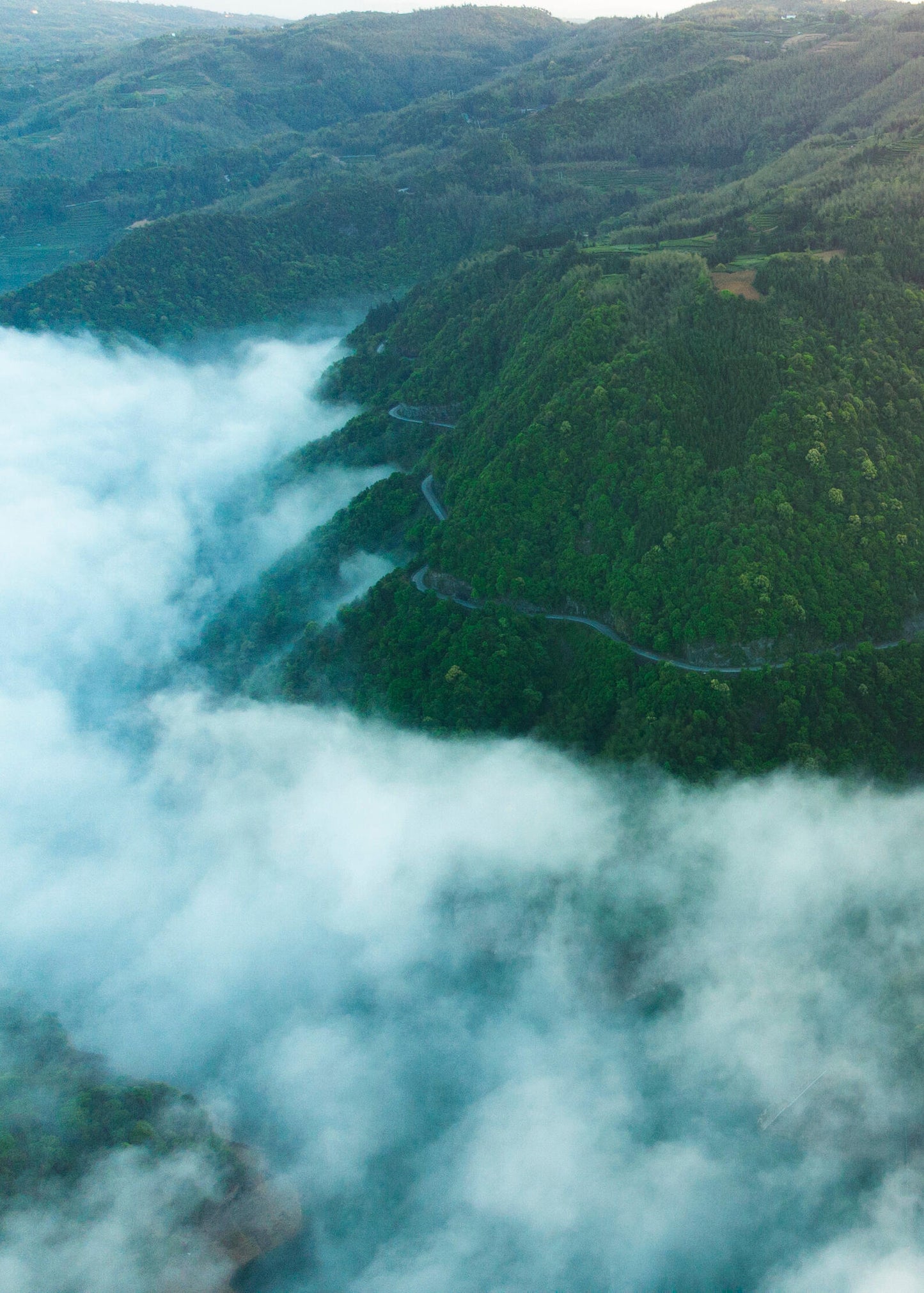 2025 Organic Wild First Spring Harvest Supreme Baimudan Liucong Panxi High Mountain  White Peony White Tea Baicha