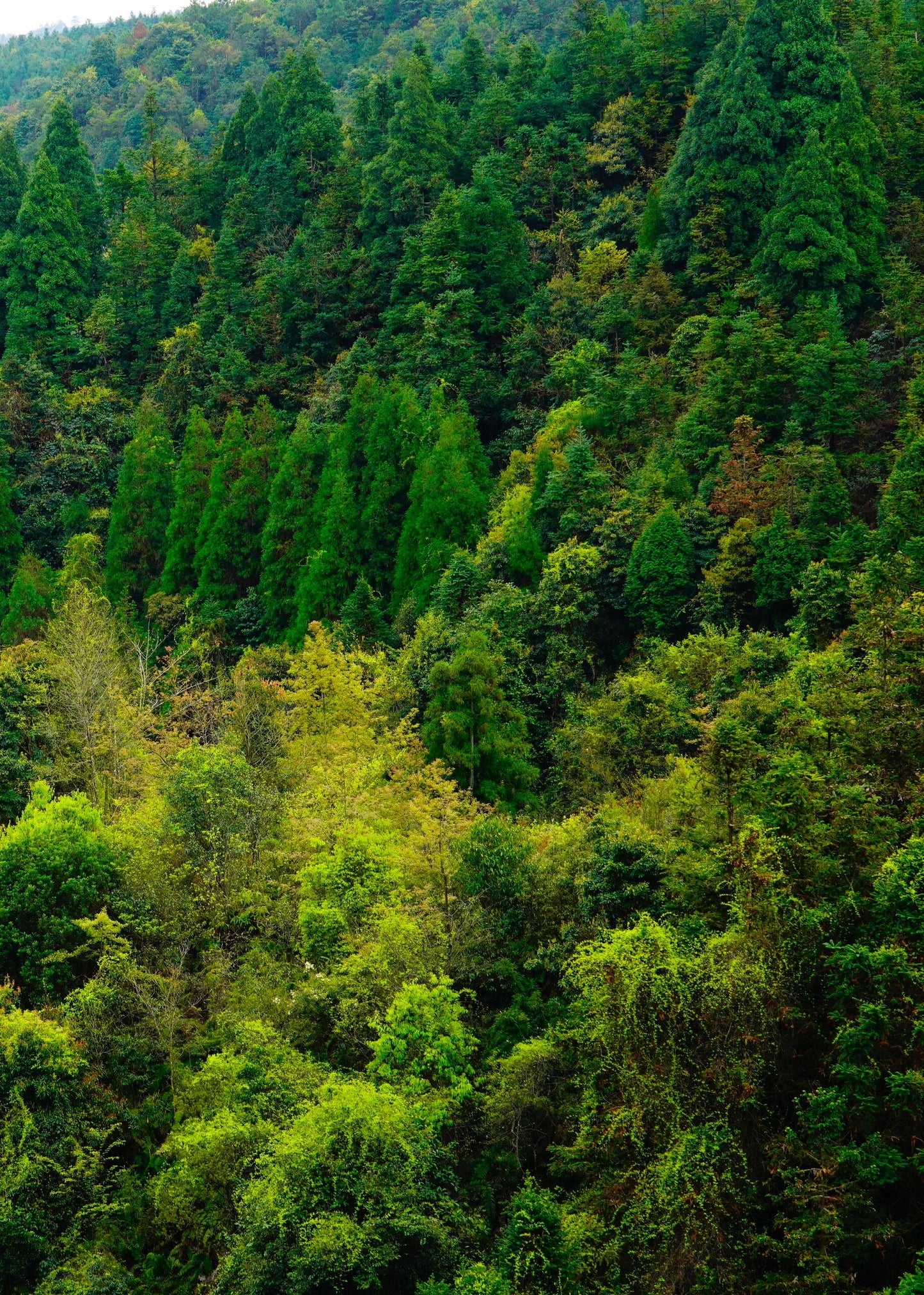 2025 Organic Wild First Spring Harvest Supreme Baimudan Liucong Panxi High Mountain  White Peony White Tea Baicha