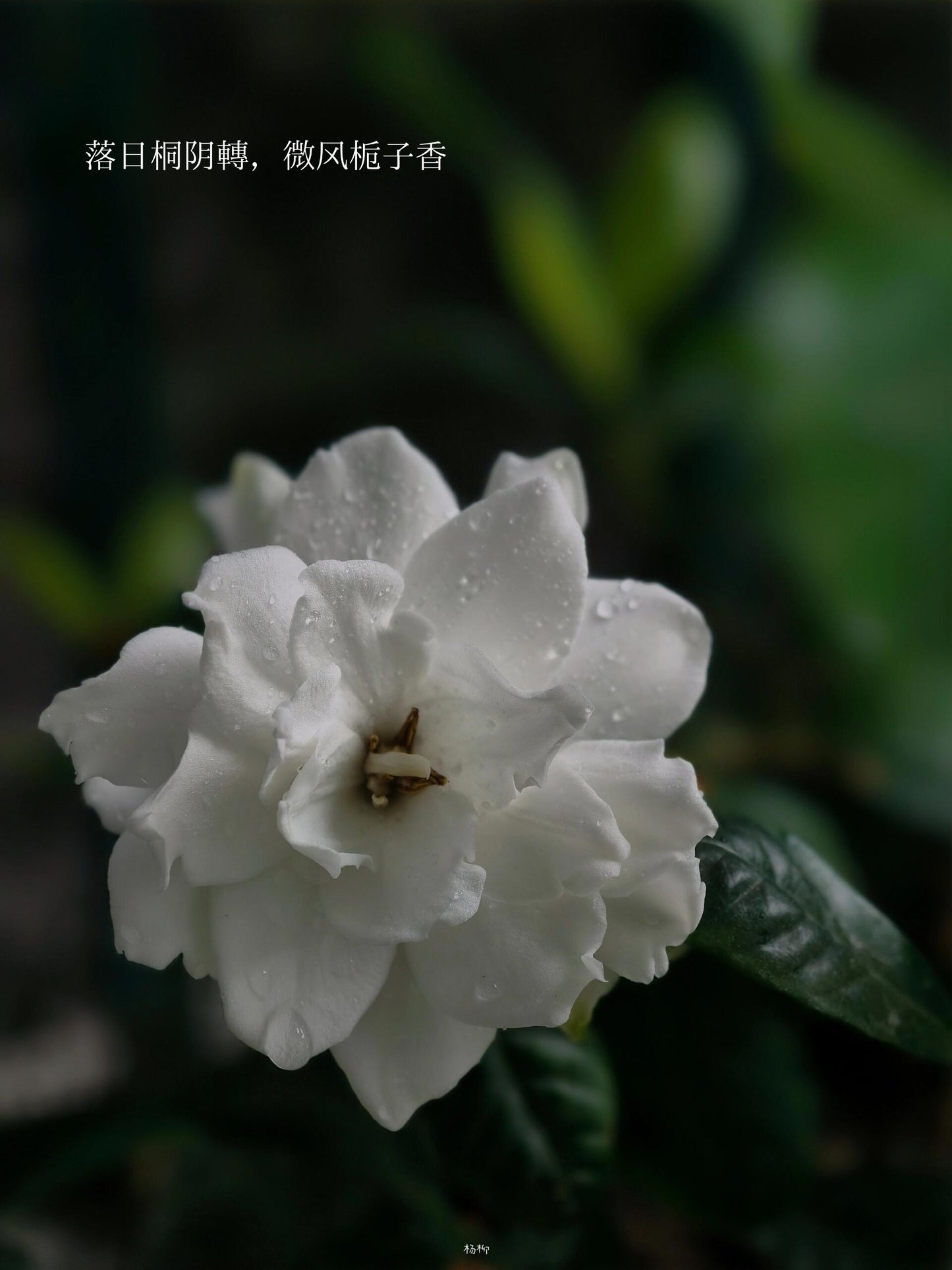 Chinese Premium Blended Gardenia Baimudan Fuding White Peony White Tea