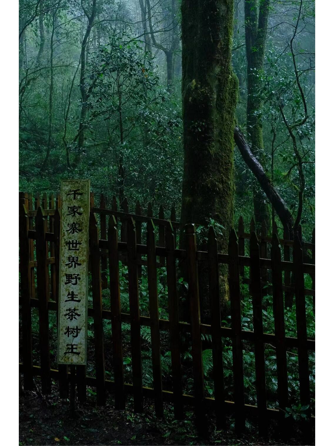 2021 Raw Puerh Tea Gushu Old Tree Sheng Pu Erh Tea High Mountain Qianjia Zhai Spring tea 千家寨