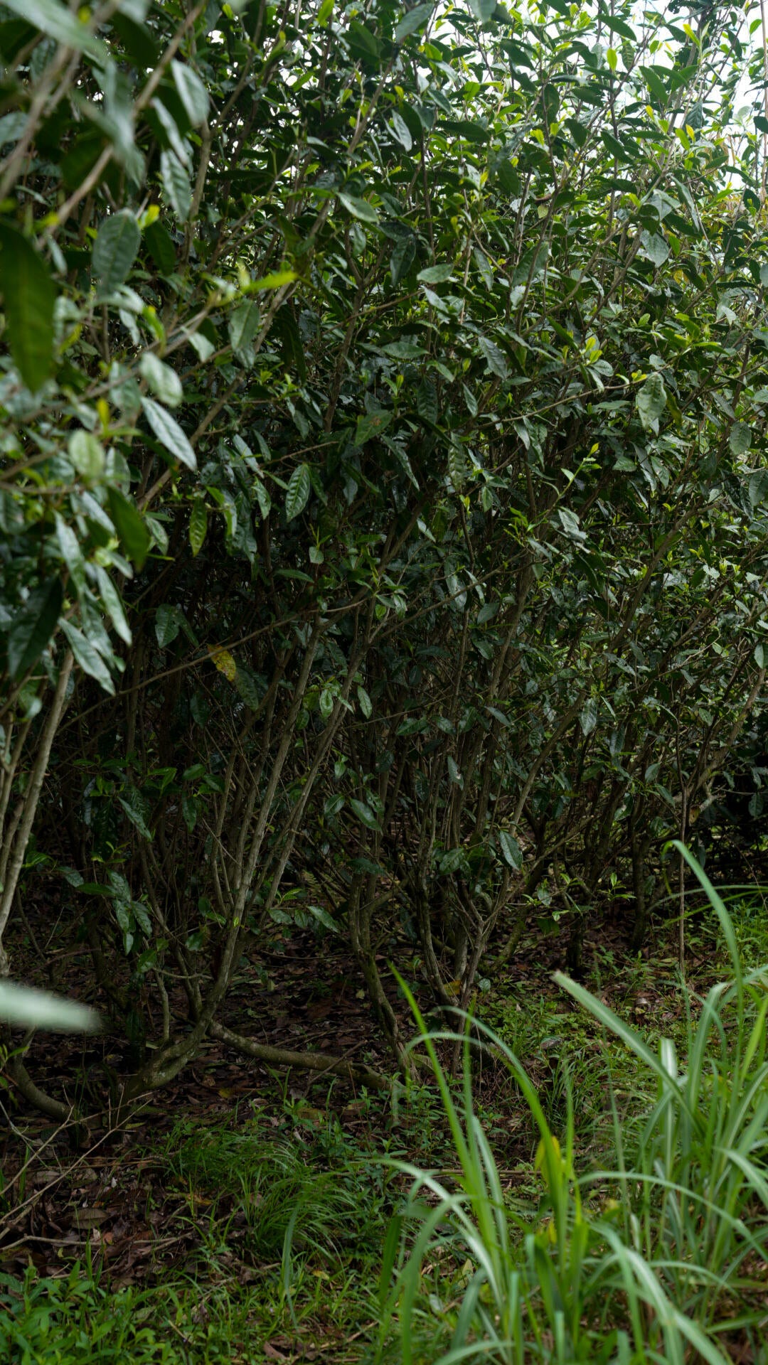 2019 Aged First Piack-up Harvest Organic Baimudan Laocong Old Tea Bush Panxi  Organic Wild White Peony White Tea Baicha