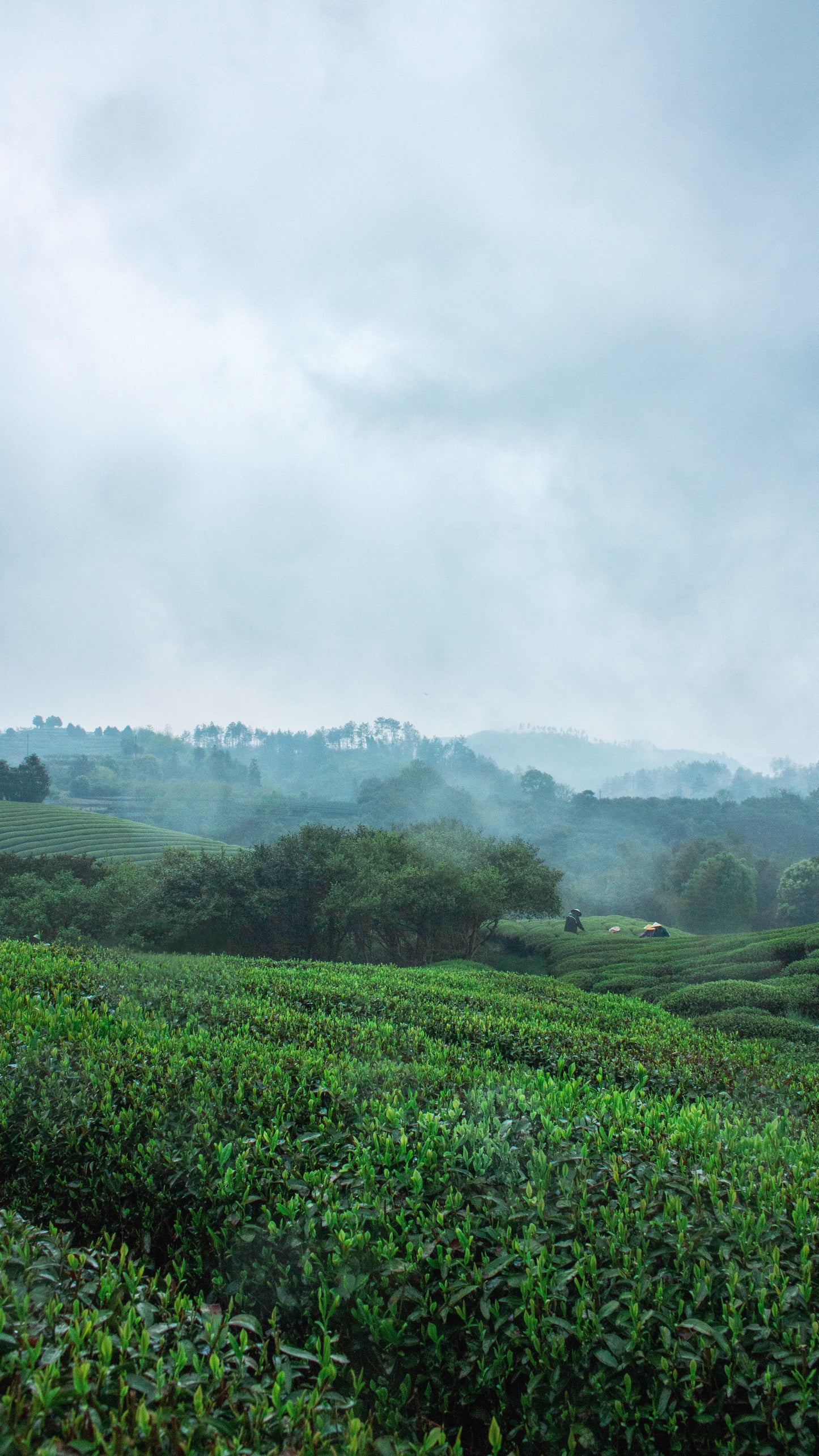 2013 Chinese Aged Sicuan Ya'an Dark Tea Zang Mengding High Mountain Tea Zang Cha Tibet TeaHeicha