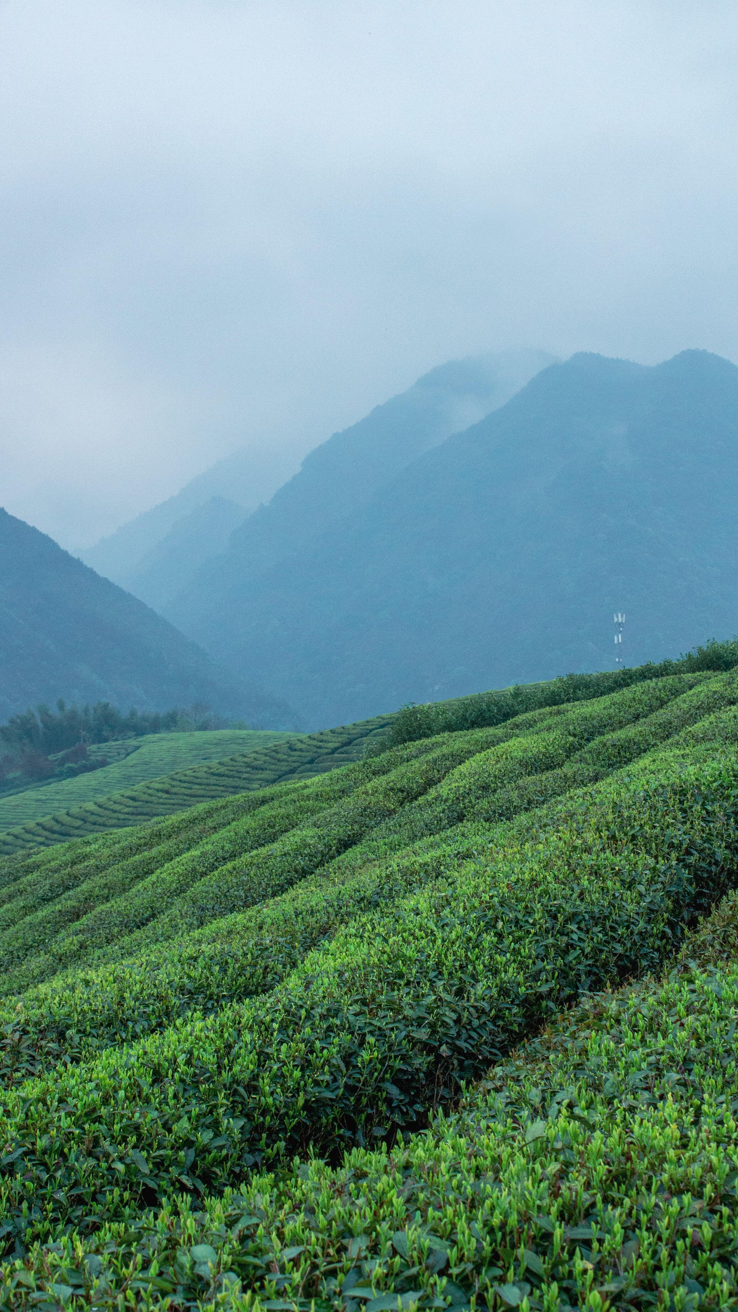2013 Chinese Aged Sicuan Ya'an Dark Tea Zang Mengding High Mountain Tea Zang Cha Tibet TeaHeicha