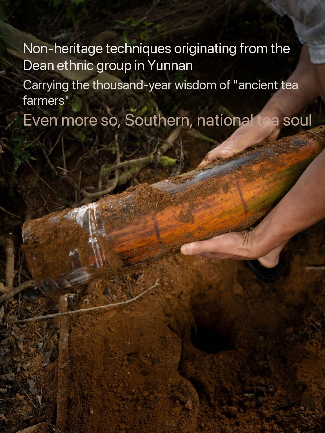 Chinese Yunnan De'ang Minority Traditional Sour Tea Fermented Acid Tea