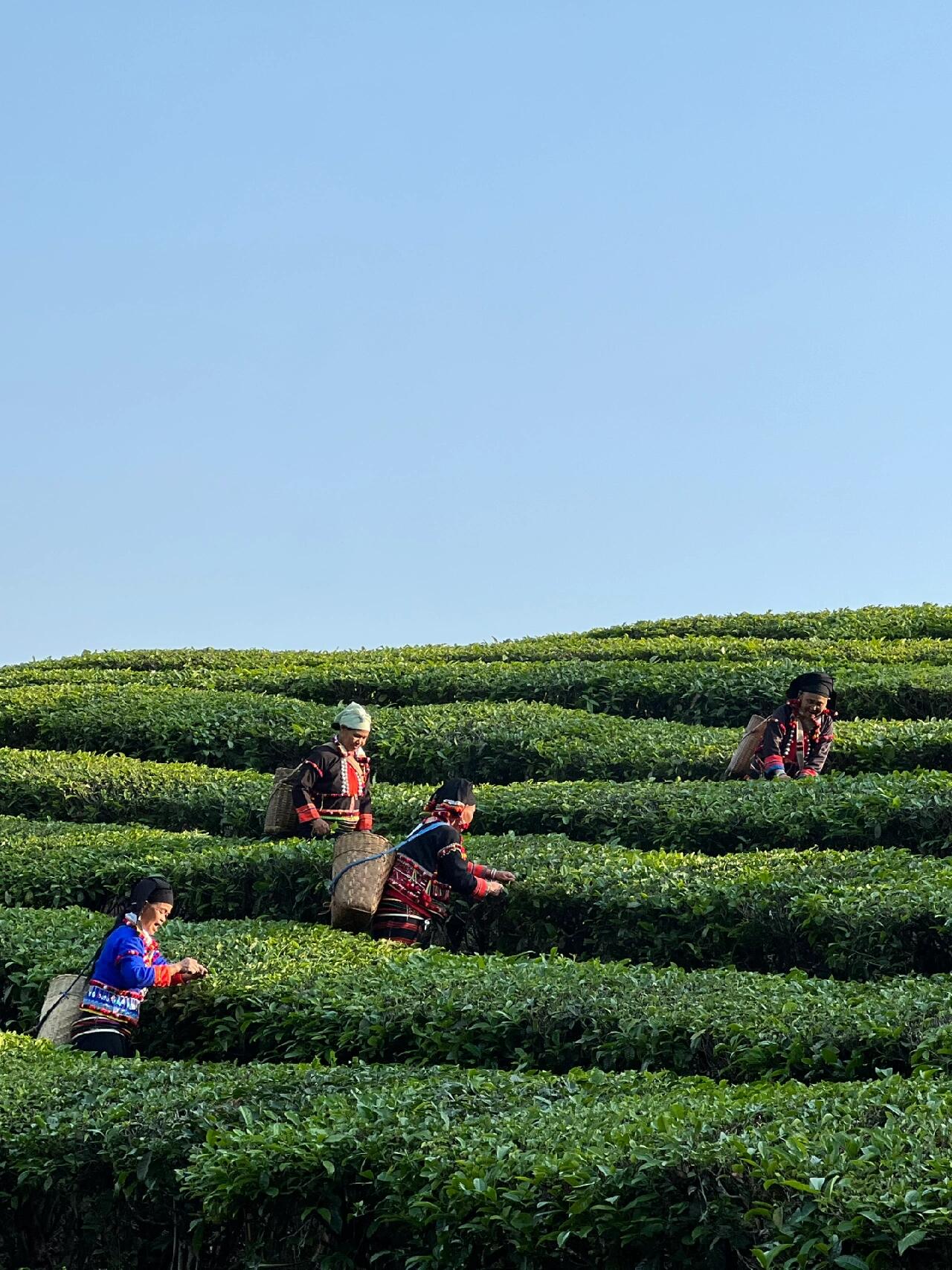 Chinese Yunnan De'ang Minority Traditional Sour Tea Fermented Acid Tea