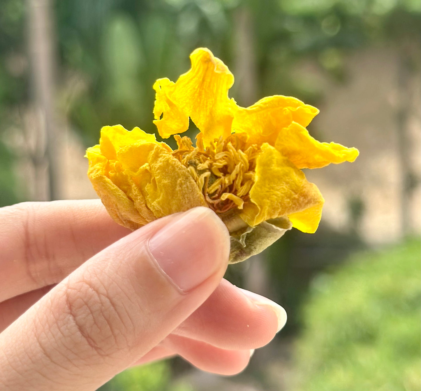 Chinese Super Precious Altitude 3400m Tibet Yellow Peony Fresh Dried Flower Detox Tea 8g