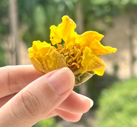 Chinese Organic Super Precious Altitude 3400m Wild Tibet Yellow Peony Fresh Dried Flower Detox Tea 8g
