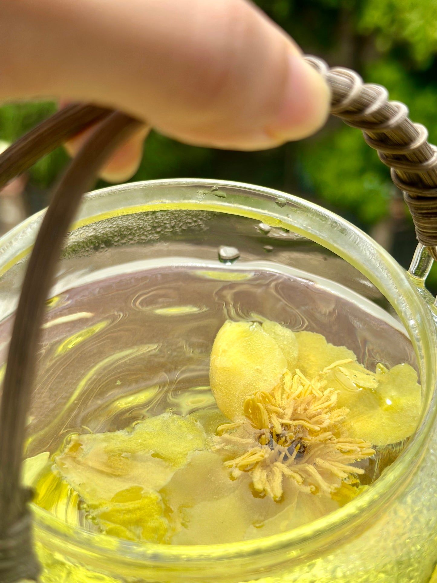 Chinese Super Precious Altitude 3400m Tibet Yellow Peony Fresh Dried Flower Detox Tea 8g