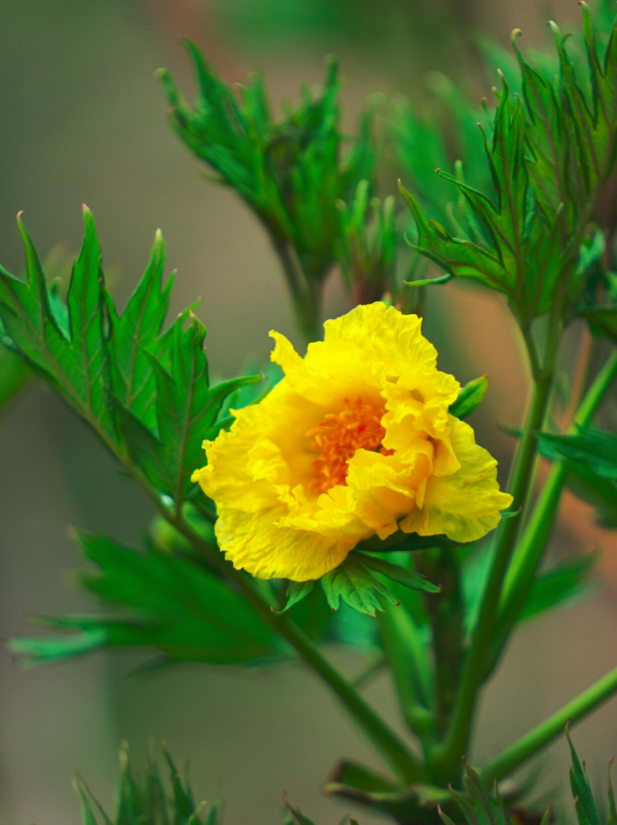Chinese Super Precious Altitude 3400m Tibet Yellow Peony Fresh Dried Flower Detox Tea 8g